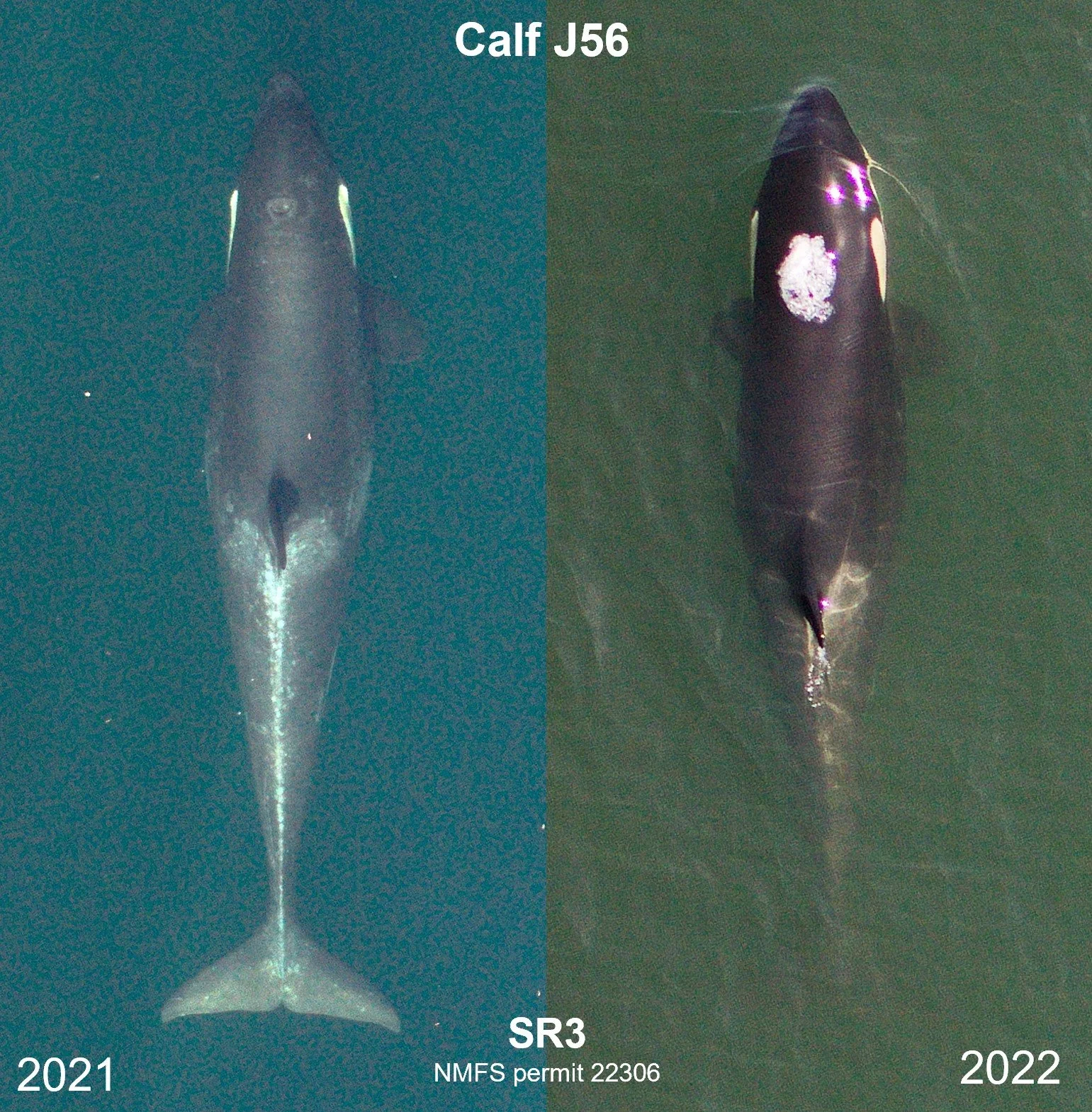 Southern Resident killer whales need precautionary conservation