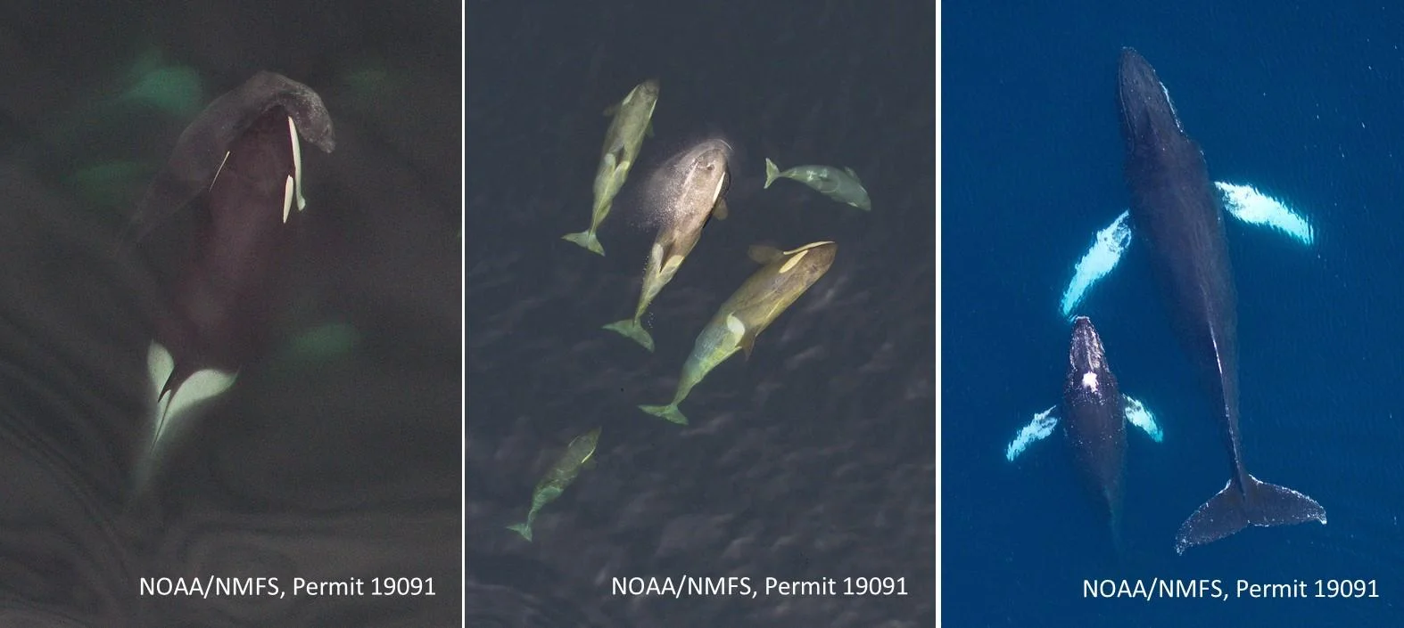 Aerial photographs of (left to right) Type A killer whales, Type B killer whales and humpback whales around the Antarctic Peninsula. Note an elephant seal in the mouth of a Type A killer whale. Images obtained from >30m (100ft) above the whales using a small unmanned hexacopter. These vertical images are being used to measure size and monitor body condition of these top predators, to assess nutritional health of the marine food web in this rapidly-changing ecosystem.