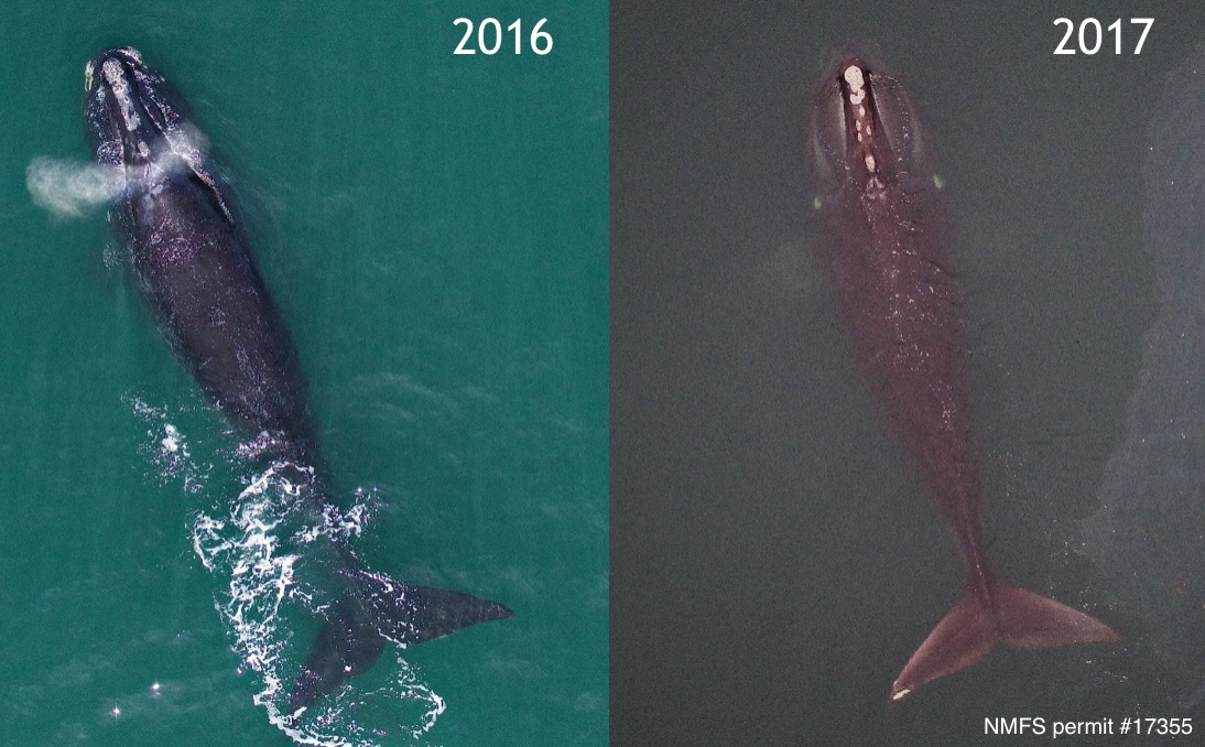 Two aerial photographs of the same adult female North Atlantic right whale, repeatedly imaged in Cape Cod Bay in March 2016 (left) and 2017 (right). Photogrammetry measurements will be used to assess changes in condition and monitor trends in growth over time. Images taken from an unmanned hexacopter >150ft above the whale, with research authorized by NMFS permit #17355.
