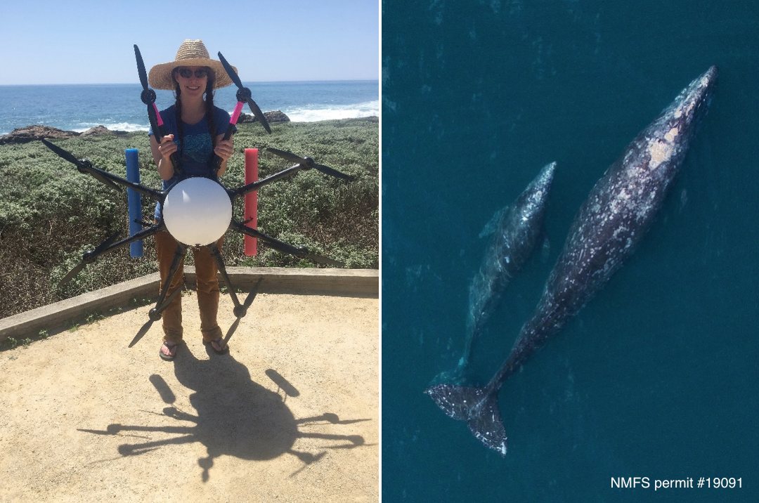 Image showing Dr. Holly Fearnbach holding the octocopter (left); Overhead images of a female/ calf gray whale pair (right) as they migrate along the coast of Central California. Image taken using an unmanned octocopter at an altitude of >150ft above the whale, with research approach authorized by NMFS permit # 19091. Credit: Durban, Fearnbach; NOAA Southwest Fisheries Science Center.