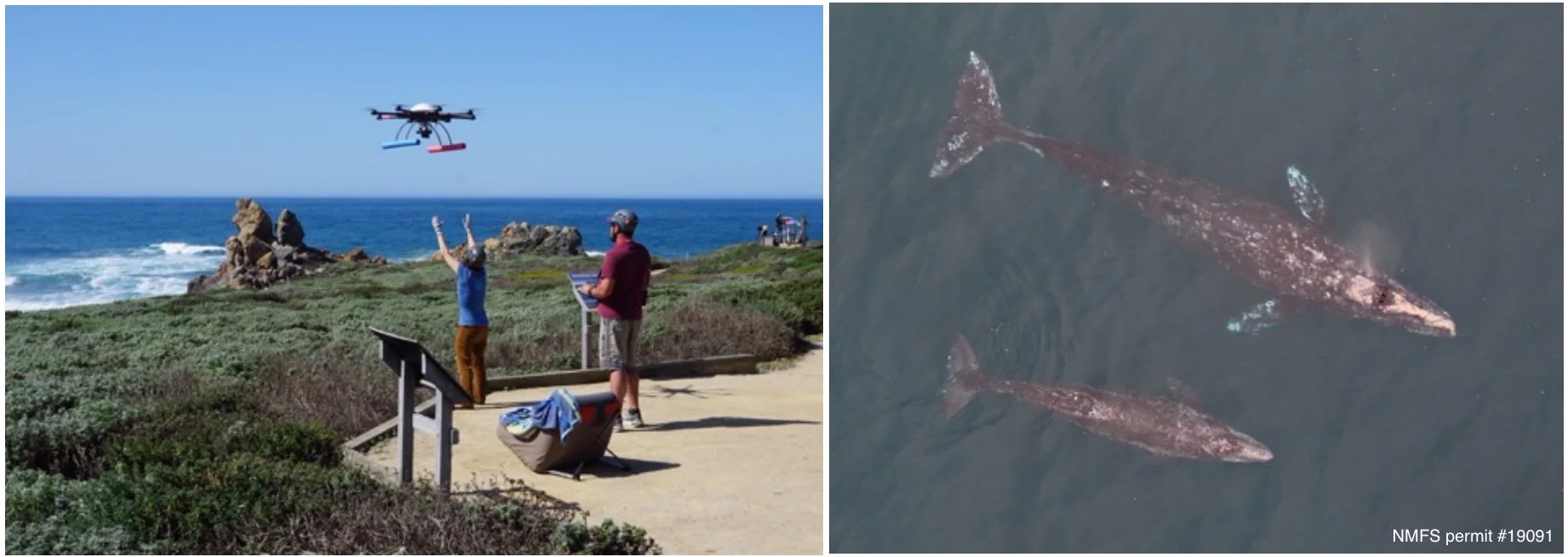 Left: Image showing Holly retrieving the octocopter after flight operations at Piedras Blancas. Right: Overhead image of a gray whale female and her calf migrating north past Point Piedras Blancas, CA. Photo taken from an unmanned octocopter ~160ft above the whales, with flights over whales authorized by NMFS permit #19091.