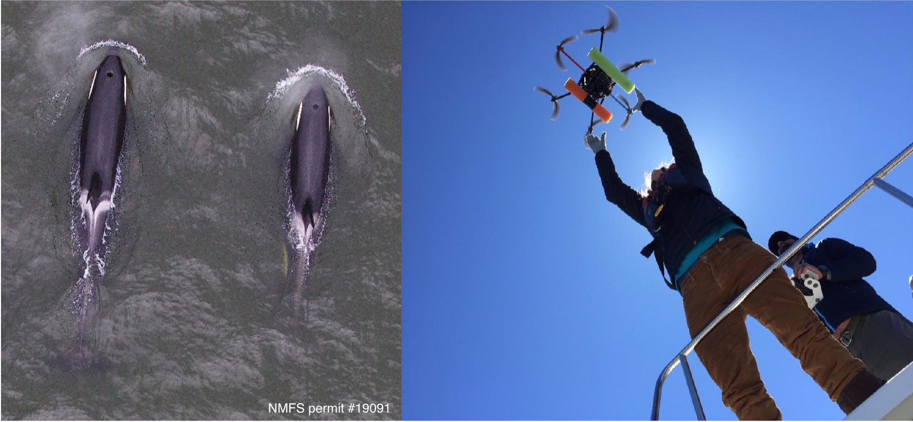 (Left) Aerial image showing two Southern Resident killer whales (J16 and her adult daughter J36) taken with an unmanned hexacopter that was flown ~100ft above the whales under NMFS permit #19091. Images like this are analyzed to estimate size and evaluate body condition of individuals in this endangered population. (Right) Image of Holly Fearnbach and John Durban during flight operations.