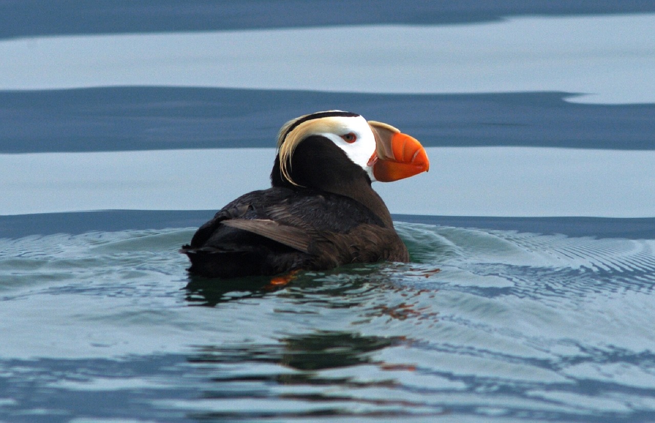 Tufted Puffin, Online Learning Center