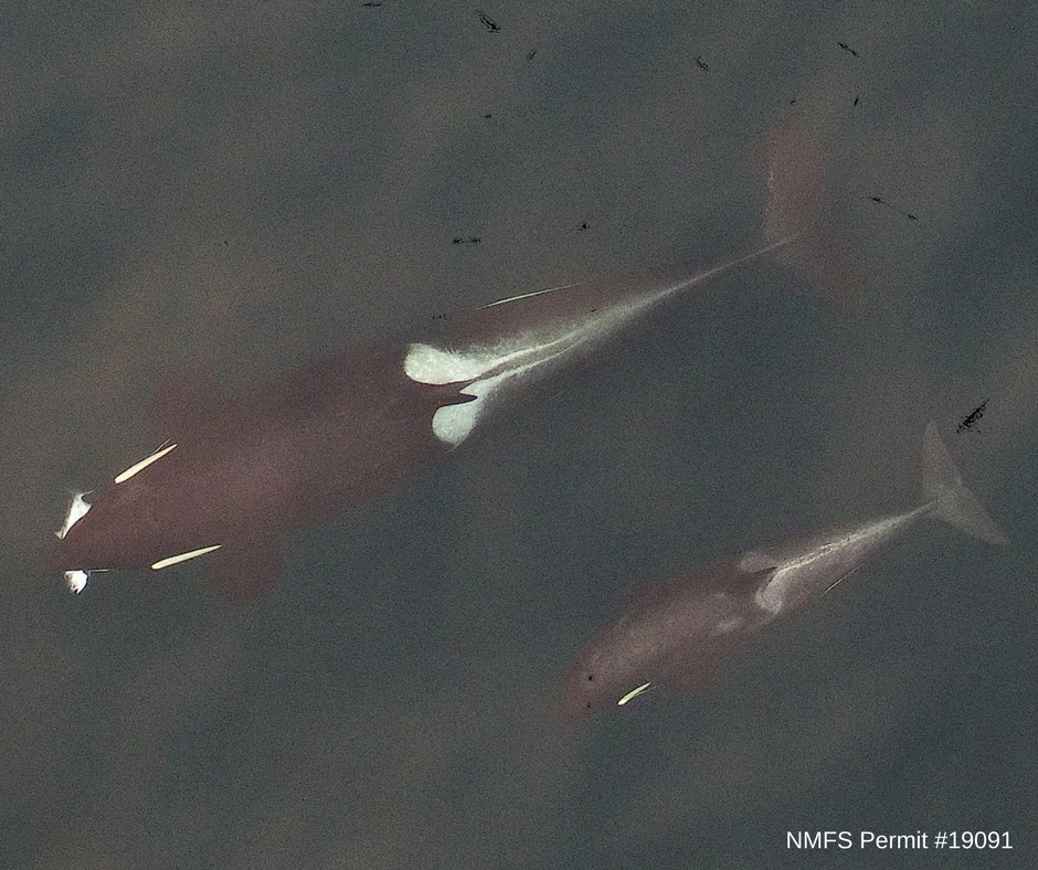 SRKW Sept. update 1.jpg