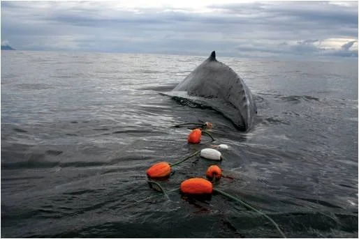 Photo credit: IWC - Global Whale Entanglement Response Network