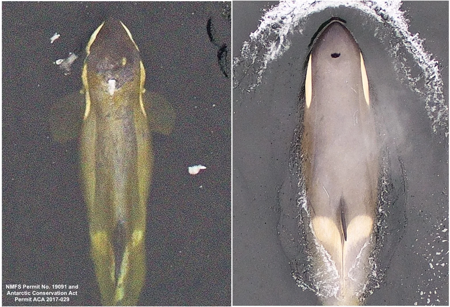 Aerial photographs of two Type B1 killer whales in the coastal waters of the Antarctic Peninsula. The photo on the left (taken in Feb 2017) shows an extremely emaciated adult female compared to the photo on the right (taken in Jan 2018) that shows a different adult female in robust condition. Note that the eye patches on the head of the emaciated whale (left) follow the shape of the skull due to fat loss behind the head. These images were collected from >30m (100ft) above the whales using a small unmanned hexacopter. Research conducted under NMFS Permit No. 19091 and Antarctic Conservation Act Permit ACA 2017-029.