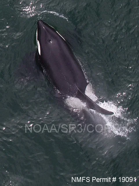 Aerial image of an extremely robust adult male Bigg’s “transient” killer whale taken around the San Juan Islands, Washington State with an unmanned octocopter that was flown >100ft above the whales, under NMFS permit #19091.