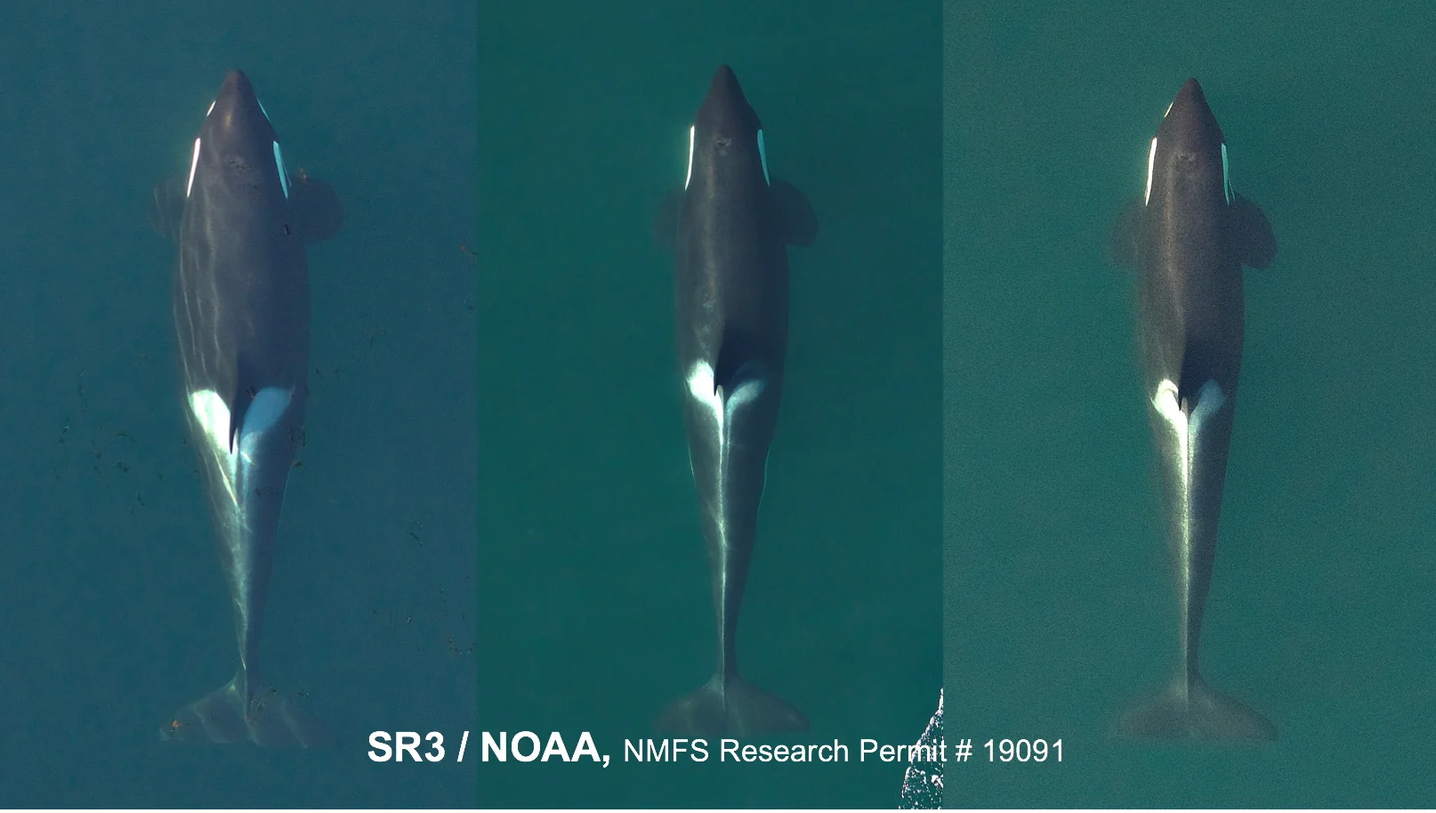 Aerial images of three adult females from J pod from September 2018 (J41, left, J16, center and J17, right). J41 is in robust condition and her width at mid-body indicates that she is pregnant, while J16 and J17 are in notably lean condition. Image by SR3 and NOAA Southwest Fisheries Science Center, obtained using an unmanned octocopter that was flown >100ft above the whales under NMFS permit #19091.