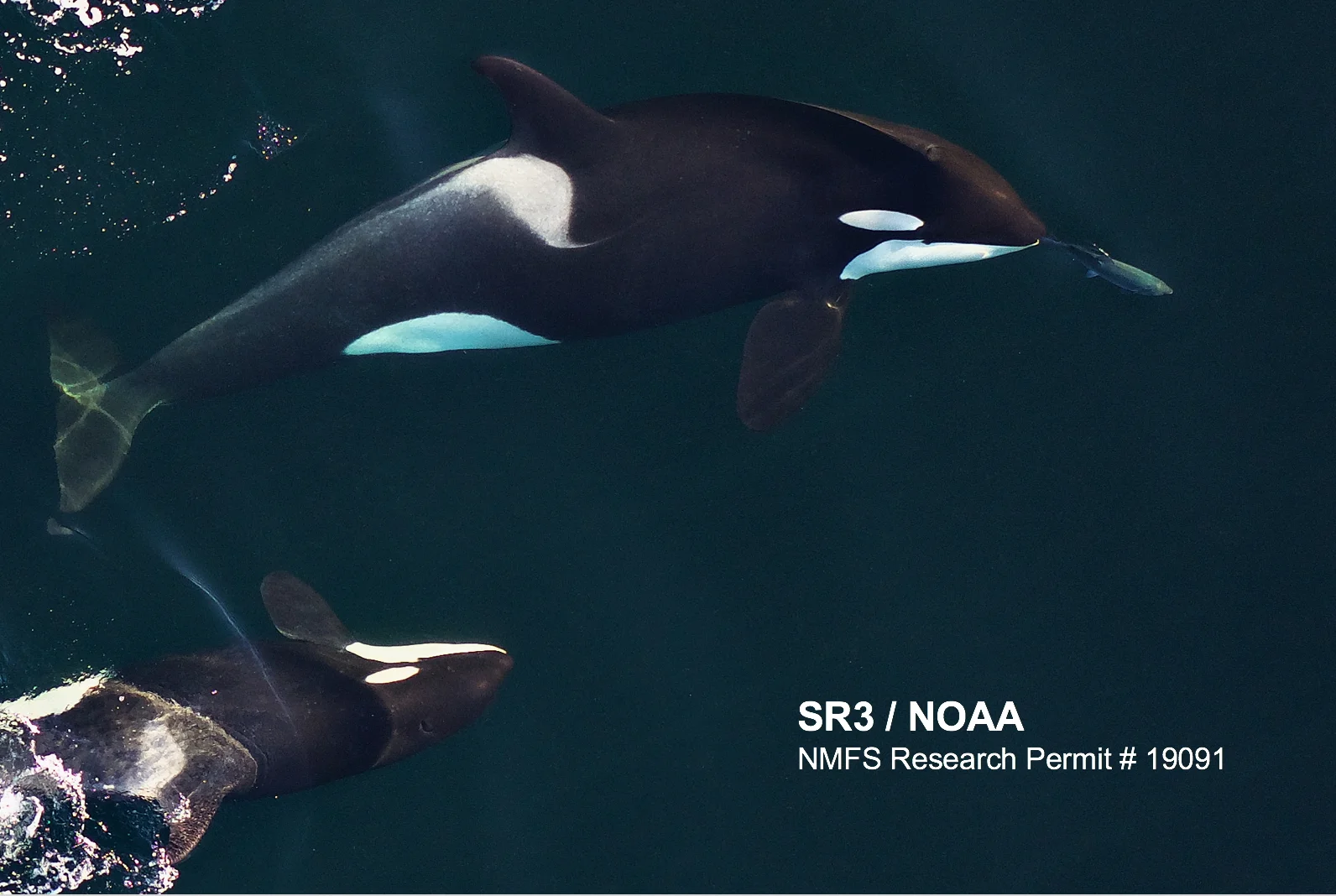 Aerial image of J41, a pregnant Southern Resident killer whale, successfully foraging alongside her juvenile offspring J51 in September 2018. Image by SR3 and NOAA Southwest Fisheries Science Center, obtained using an unmanned octocopter that was flown >100ft above the whales under NMFS permit #19091.