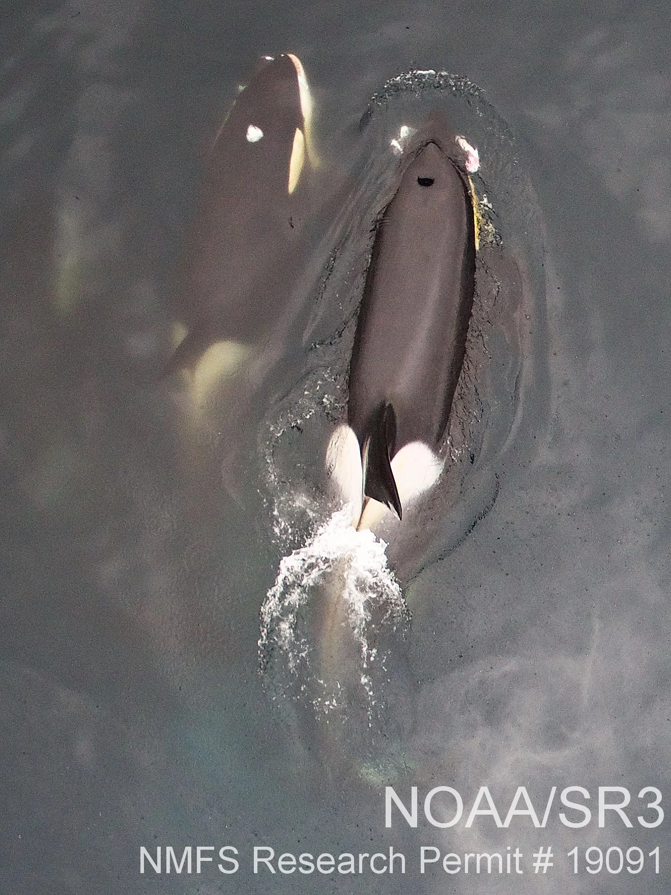 Aerial photograph of Type A killer whales carrying chunks of a recently killed minke whales, their preferred prey species. Images were collected from >30m (100ft) above the whales using a small unmanned hexacopter. Research conducted under NMFS Permit No. 19091 and Antarctic Conservation Act Permit ACA 2017-029.
