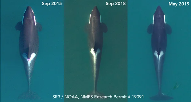 Aerial images of adult female Southern Resident killer whale “J17," displaying very poor body condition on May 6th 2019. Note the white eye patches that trace the outline of her skull due to a reduction in fat around the head. Her condition is contrasted to September 2018, when she was also very lean but had not yet developed such an obvious "peanut head", and to September 2015 when she was clearly pregnant (note width at mid body) and in peak recent condition. Images obtained by Holly Fearnbach ( SR3) and John Durban ( NOAA Fisheries’ Southwest Fisheries Science Center ) using a remotely-piloted drone under NMFS Research Permit #19091.