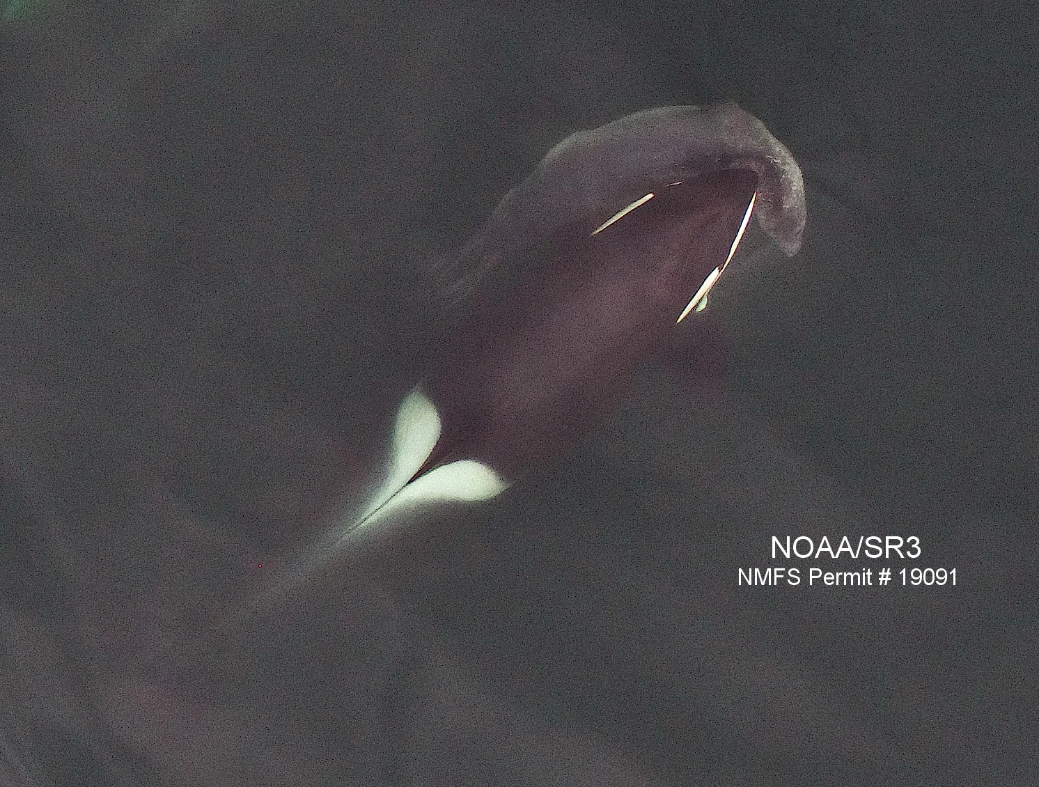 Aerial photograph of a Type A killer whale carrying an elephant seal in her mouth in the Antarctic Peninsula. This image was collected from >30m (100ft) above the whales using a small unmanned hexacopter. Research conducted under NMFS Permit No. 19091 and Antarctic Conservation Act Permit ACA 2017-029. Photo credit: John Durban and Holly Fearnbach.