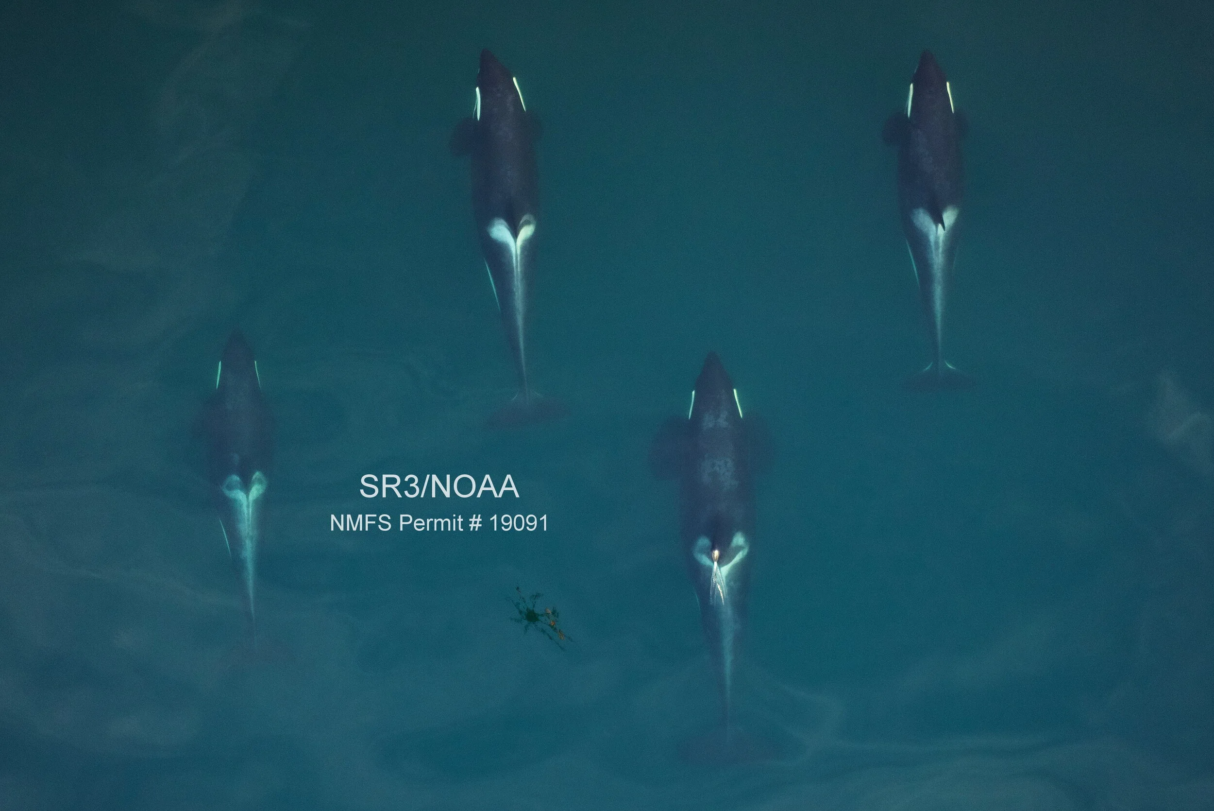 Aerial image of the J16 matriline from September 2019. Image by SR3 and NOAA Southwest Fisheries Science Center, obtained using an unmanned octocopter that was flown >100ft above the whales under NMFS permit #19091.