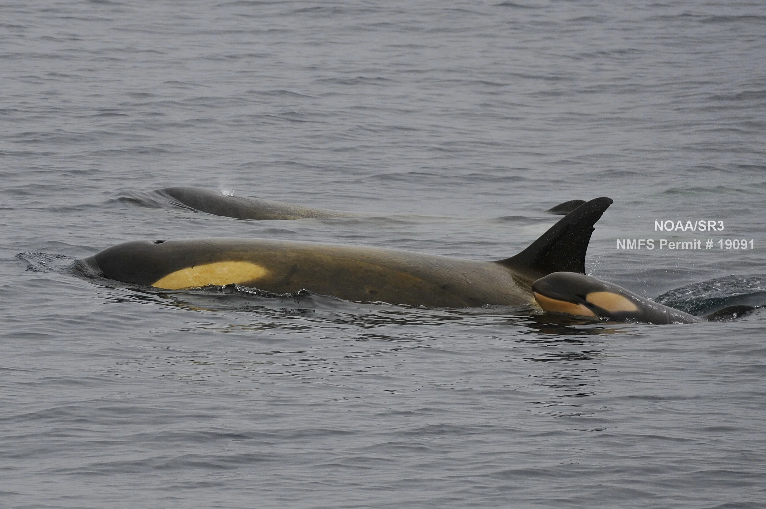 Antarctic Killer Whale Research Update SR3 Sealife Response
