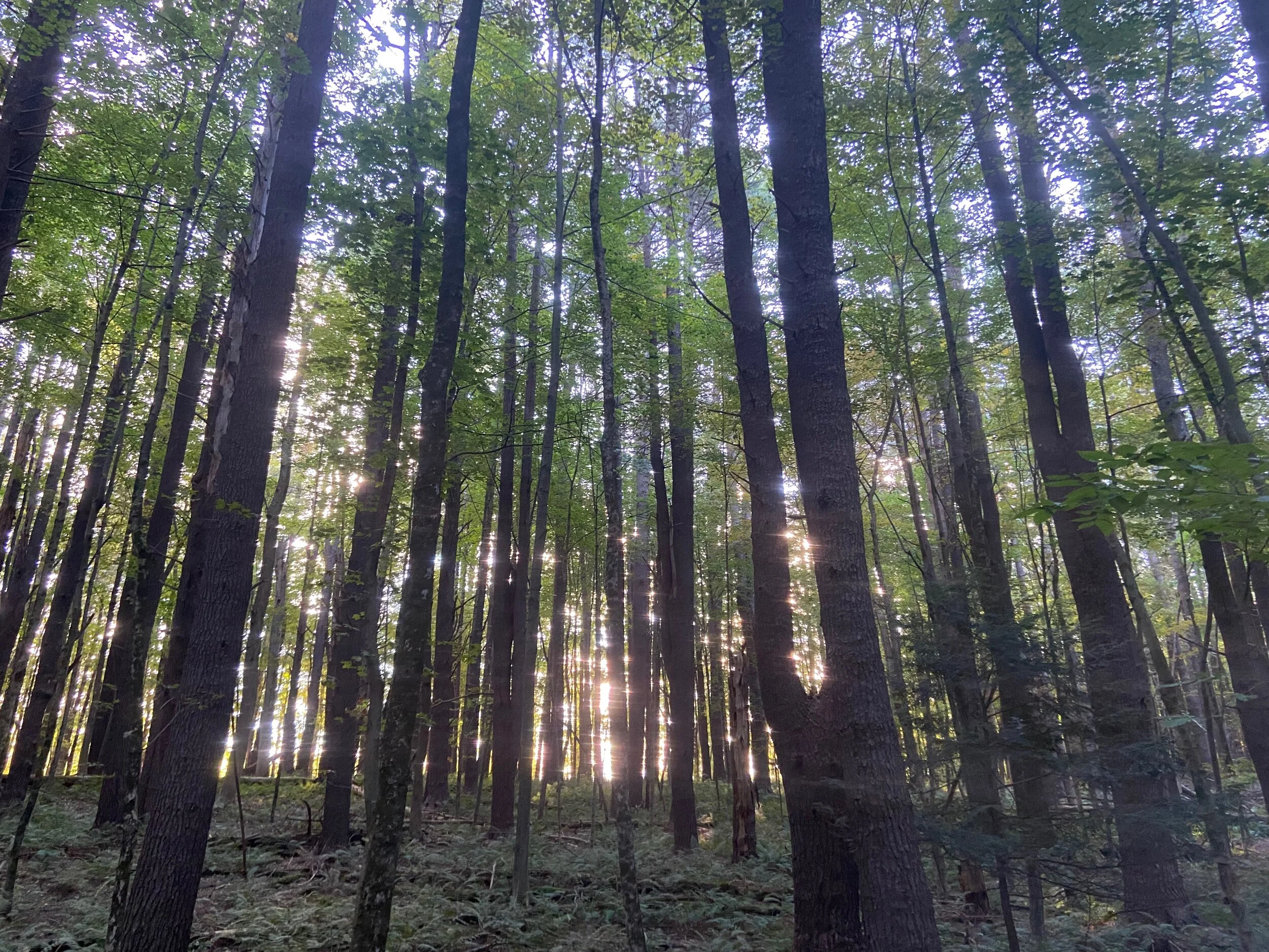 Forest with light.jpeg