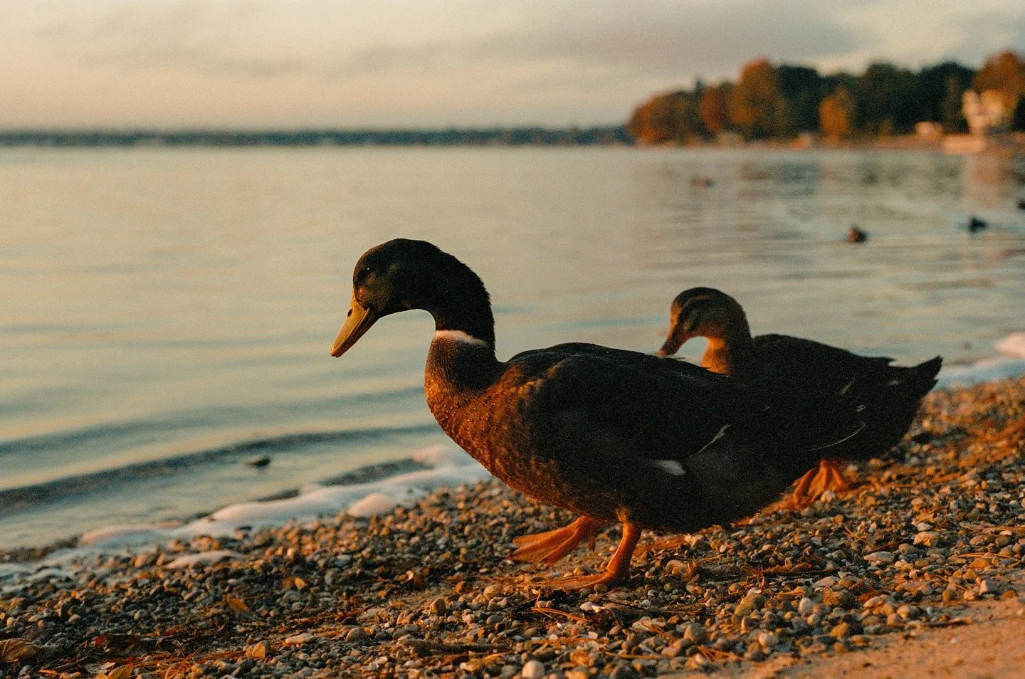 Who knew getting ducks was the most effective way to get to know all my neighbors. According to google, Rouen ducks are very sociable, a bit of an understatement honestly. I find them waiting for me at the front door some mornings.