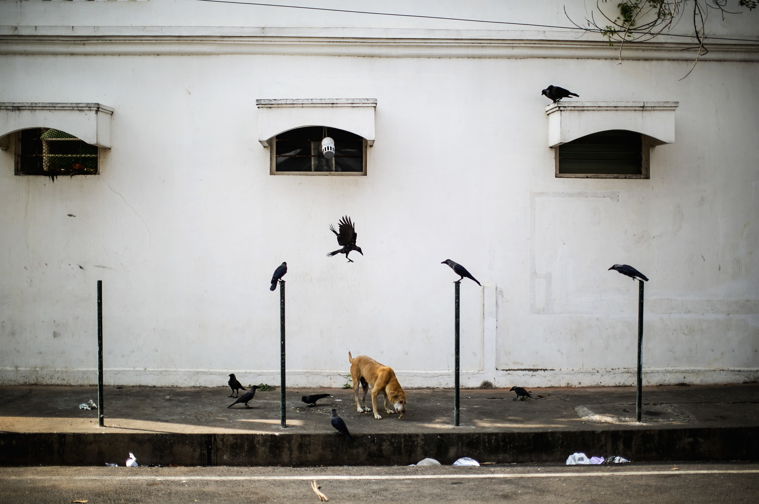 Crow Attack, Pondicherry