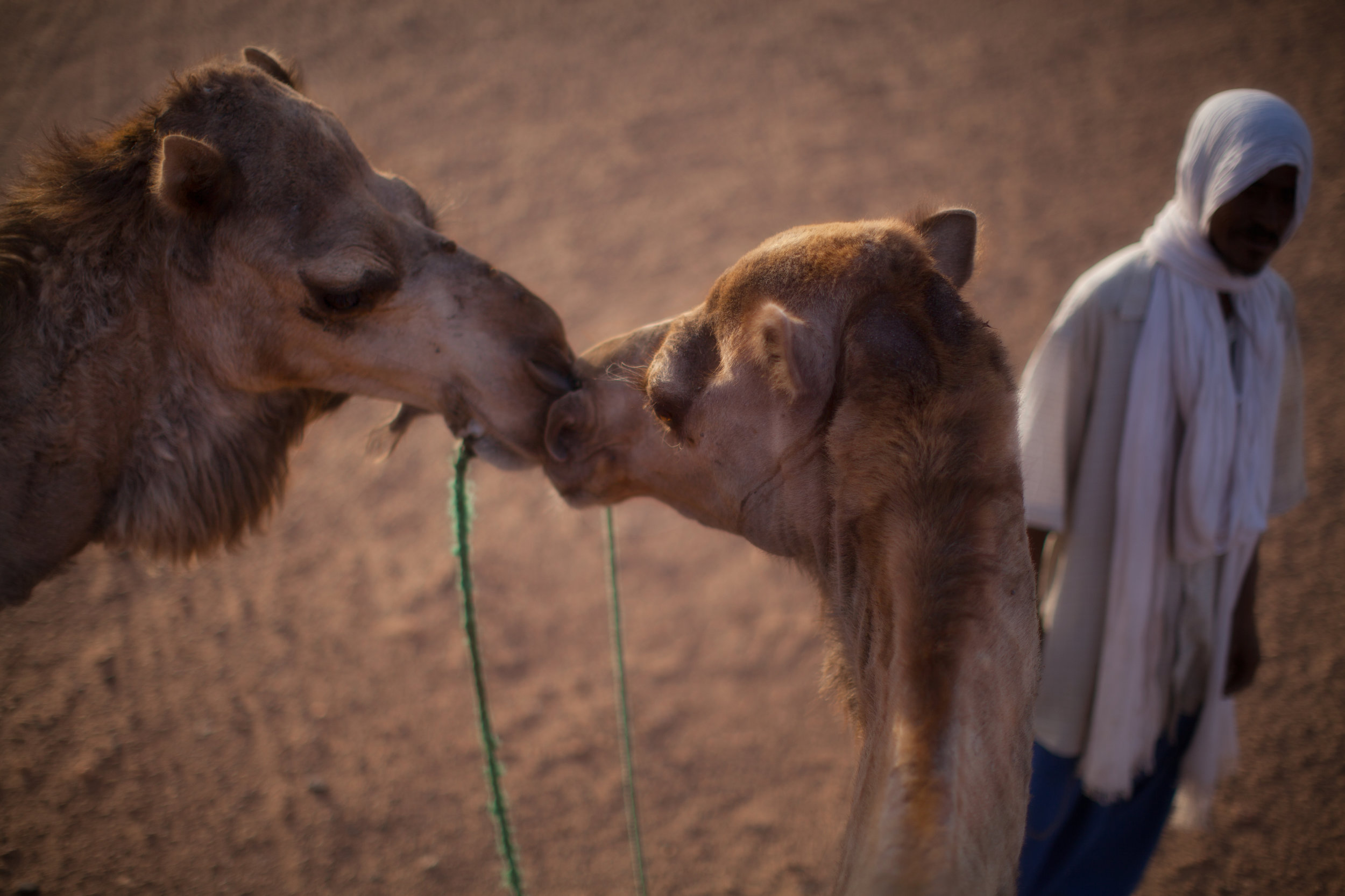 Kissing Camels
