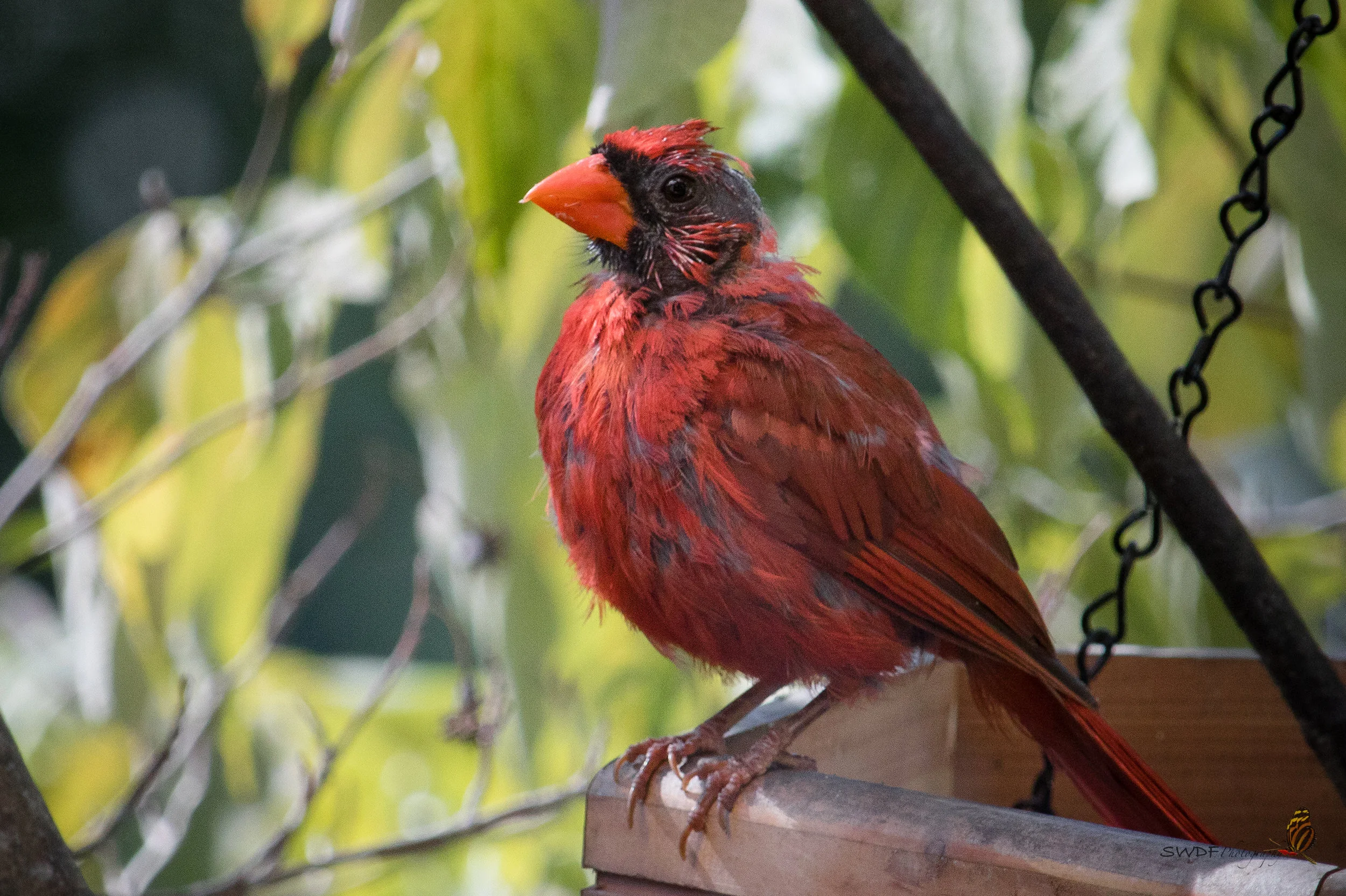 Benjamin Cardinal2.jpg