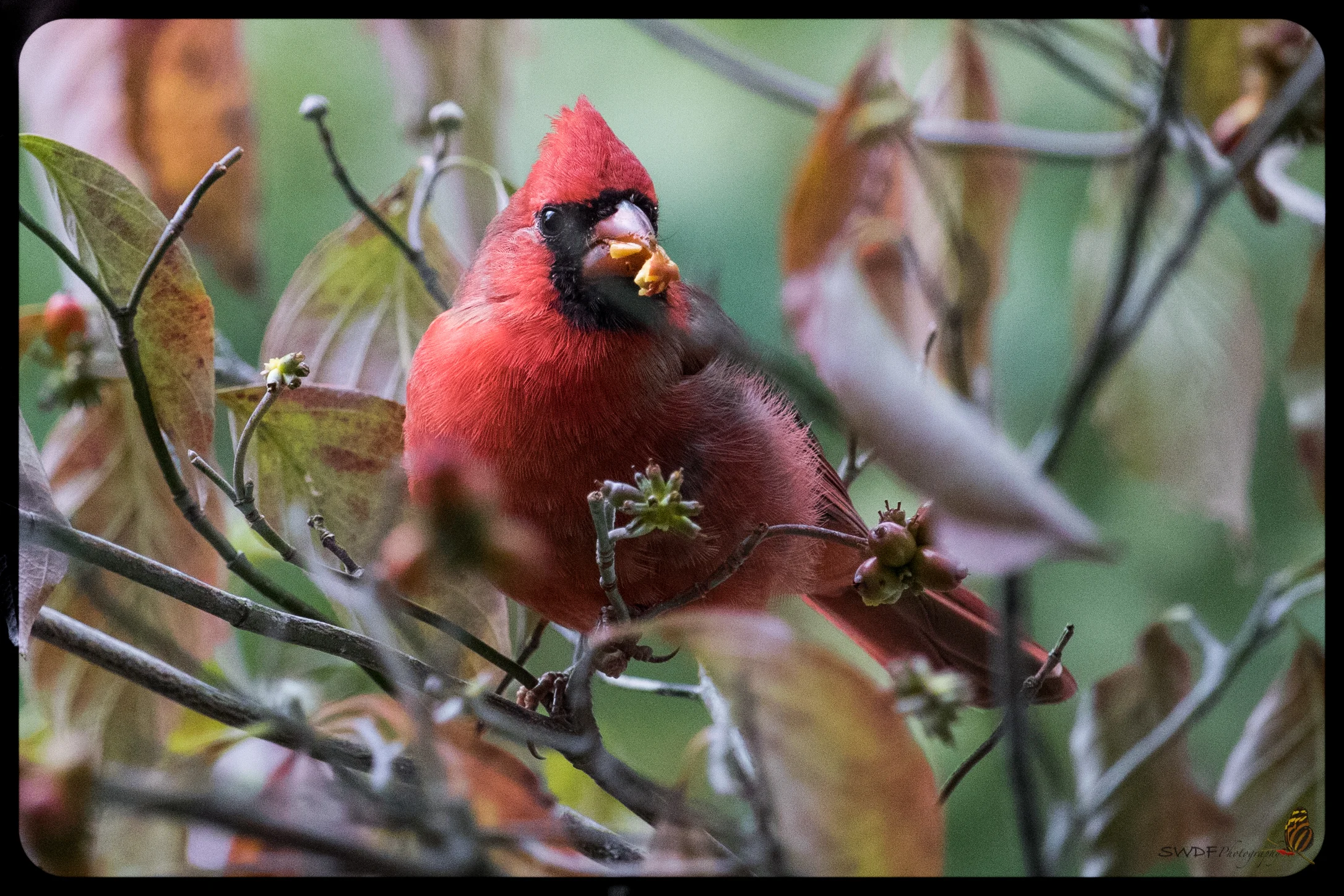Cardinal and Berries.jpg