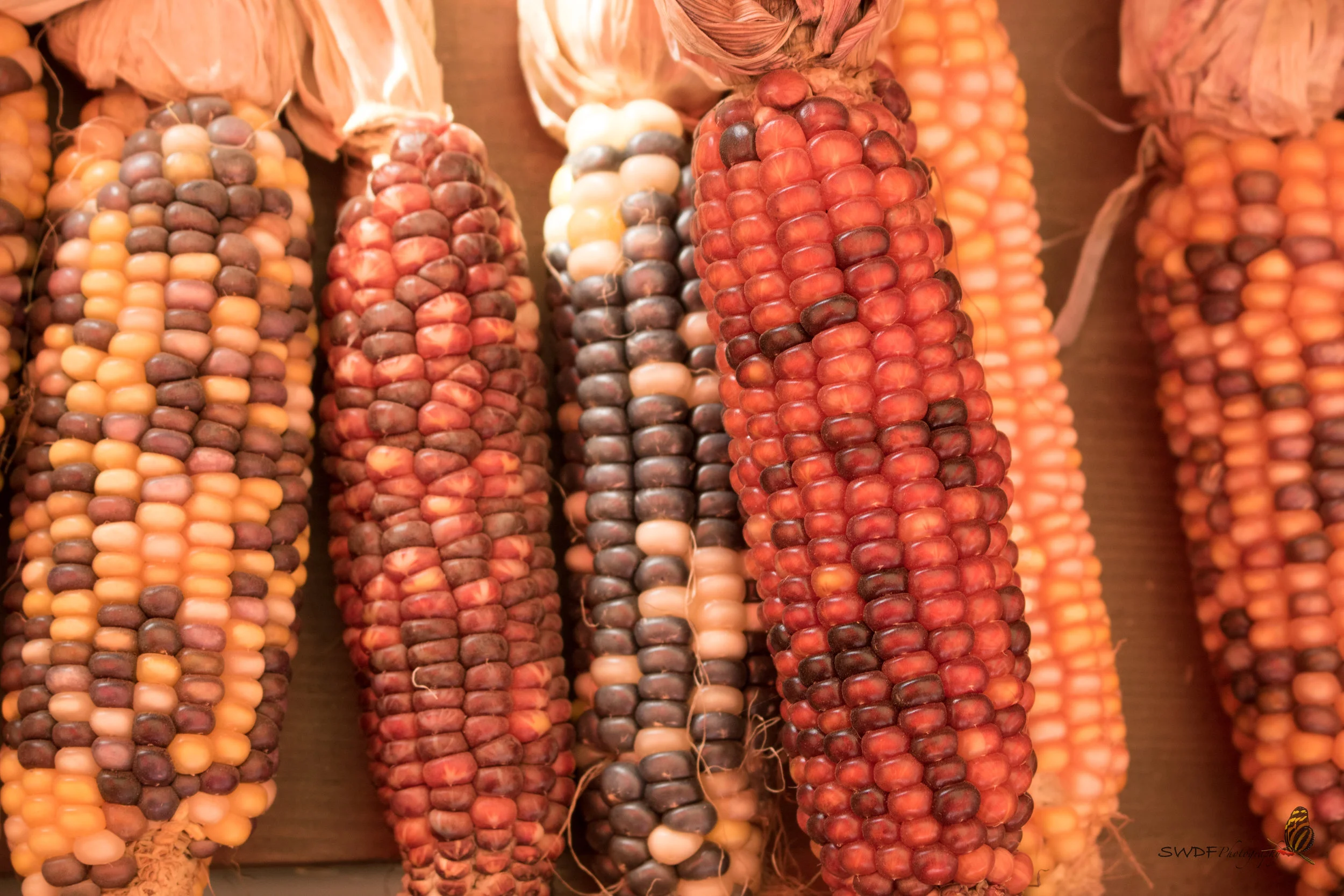 Indian Corn.jpg