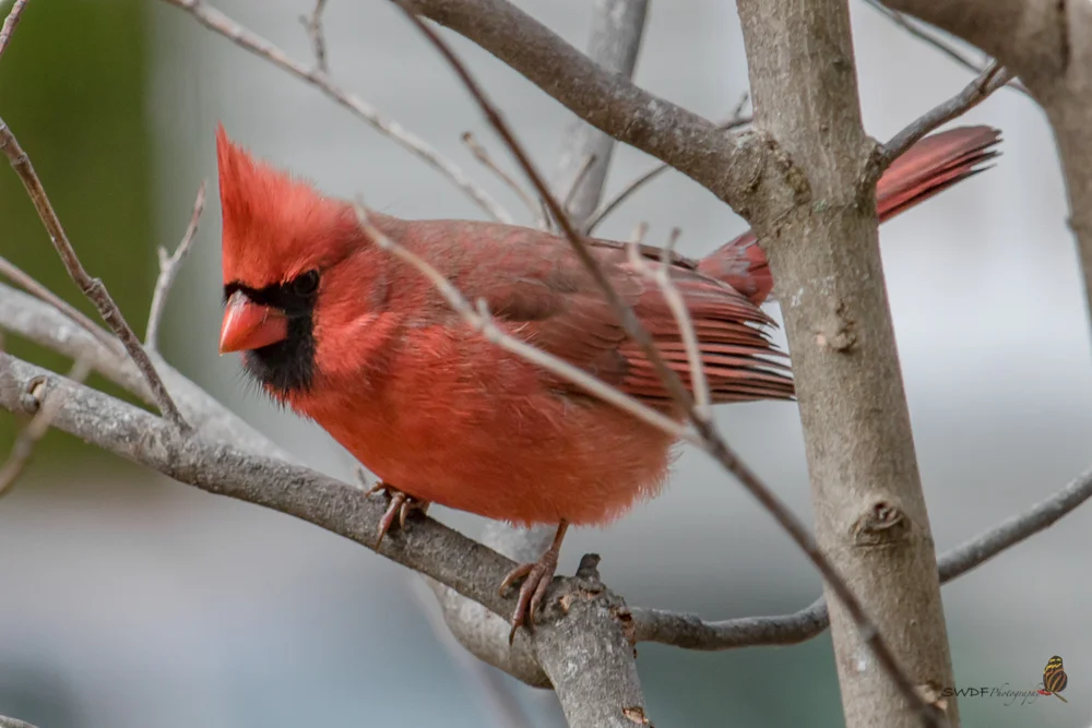 Cardinal Red.jpg