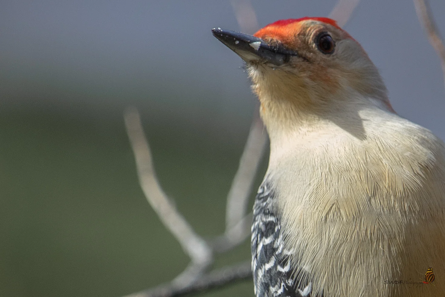 Red-Bellied2.jpg