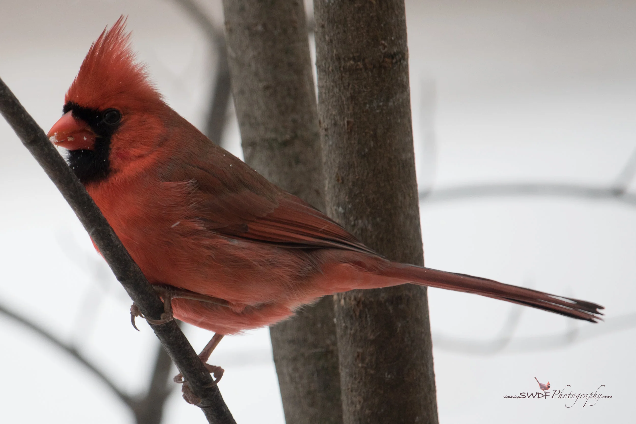 Benjamin in the Snow.jpg