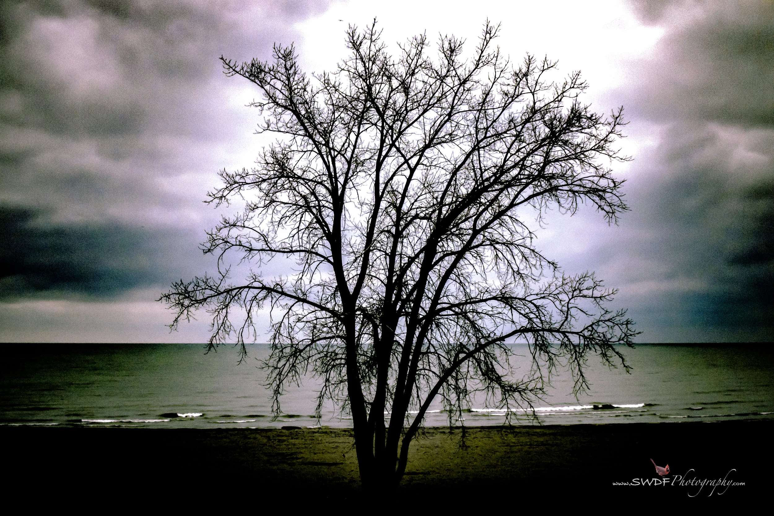 Edgewater Tree.jpg