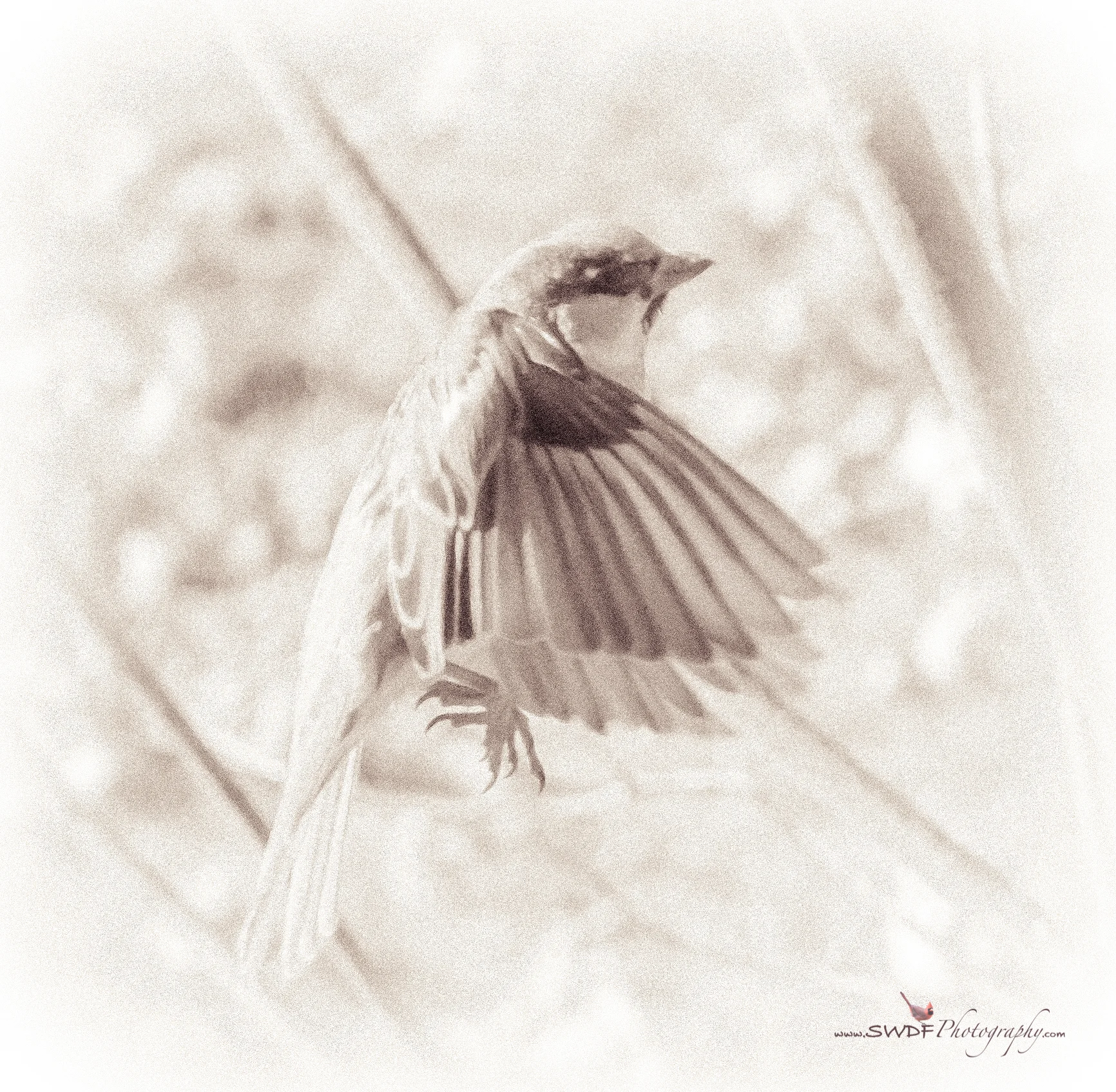 Sparrow in Flight.jpg