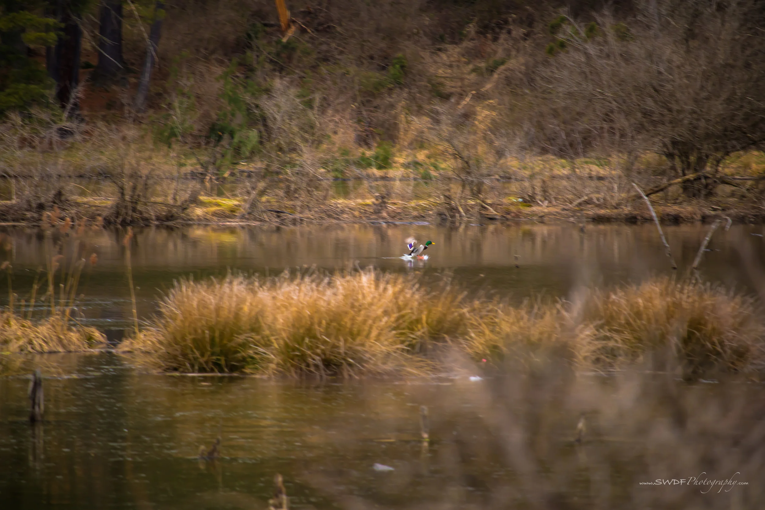 Mallard in for a Landing.jpg