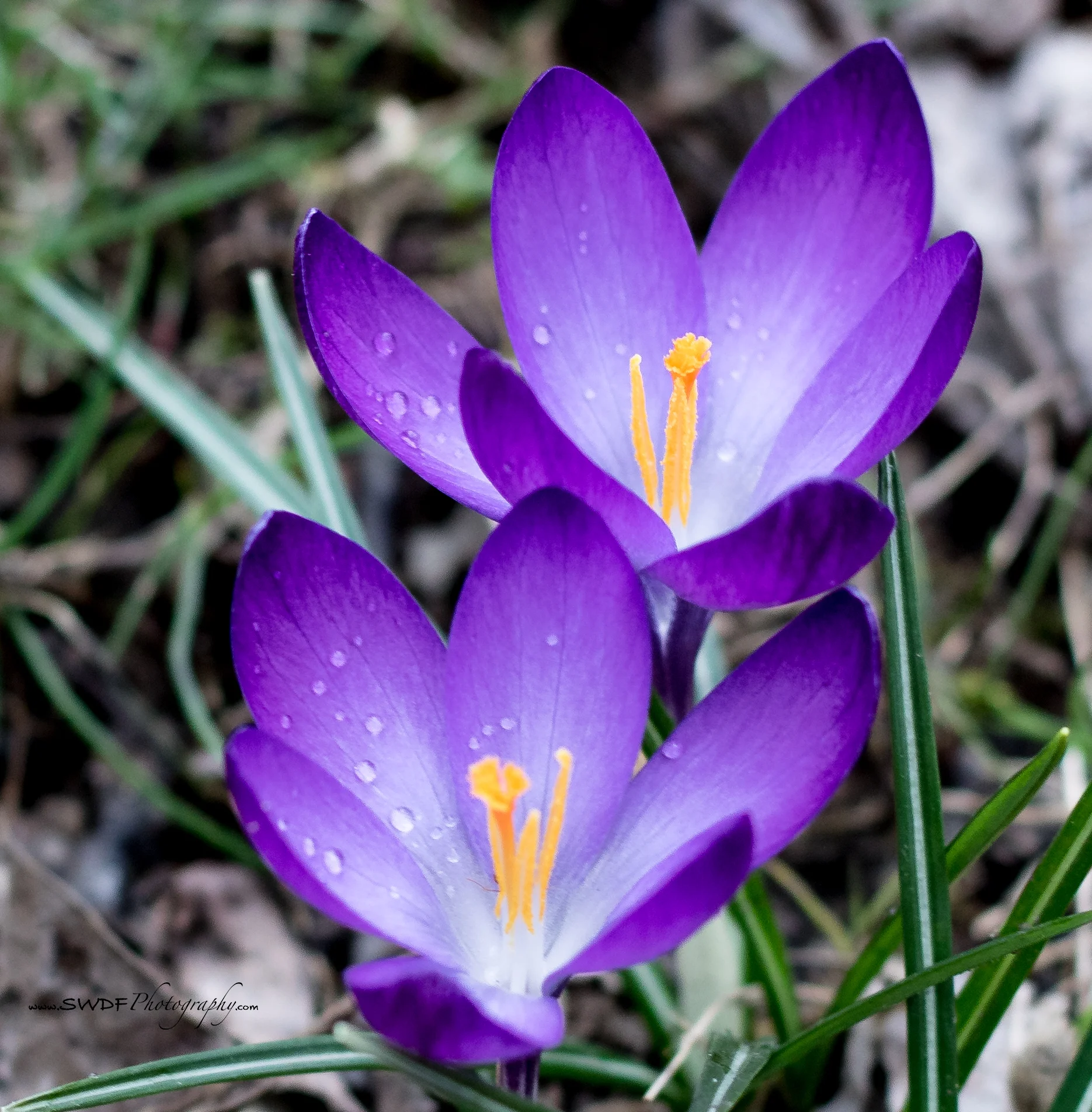 Crocus.jpg