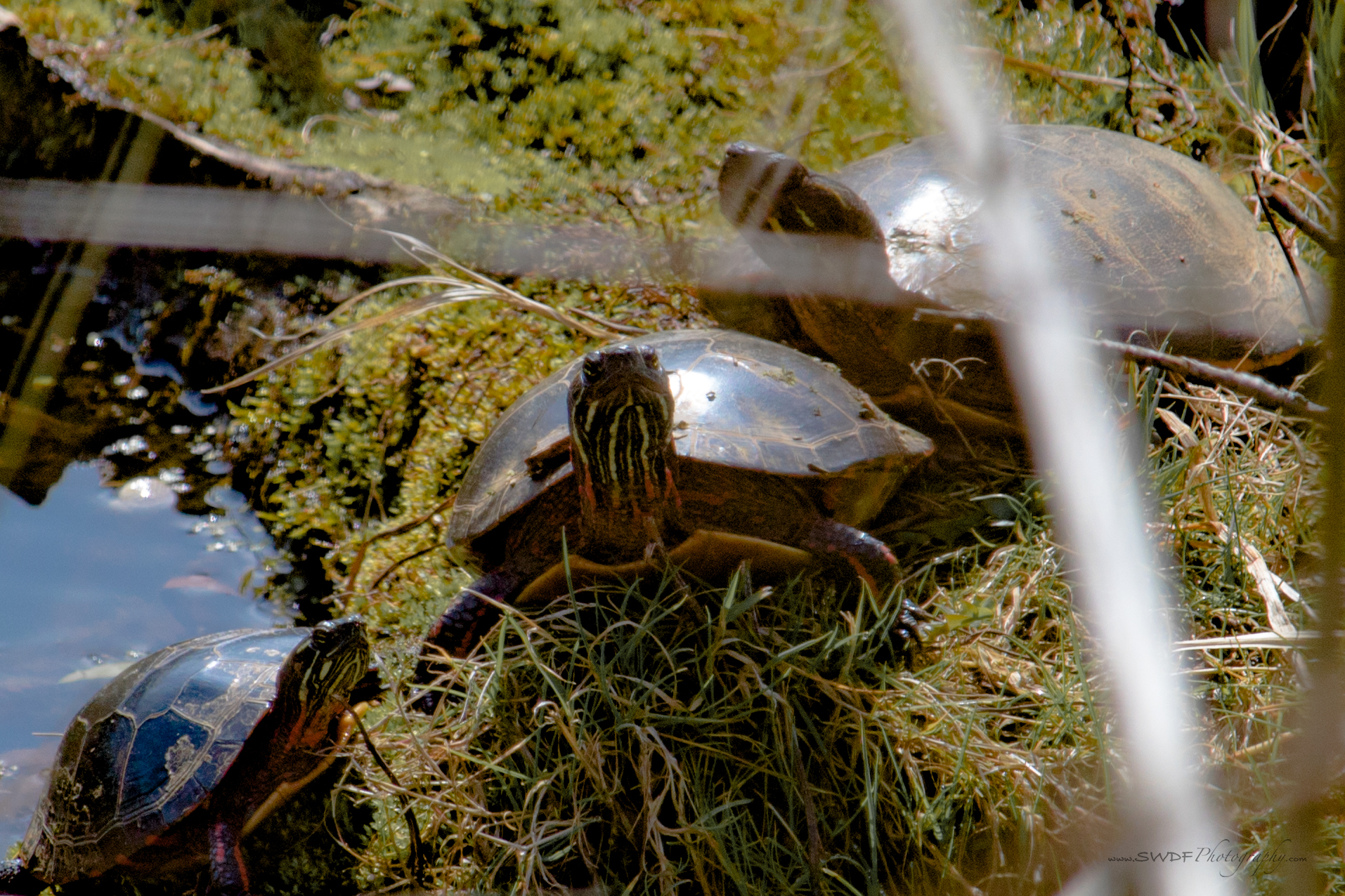 CVNP Turtles.jpg