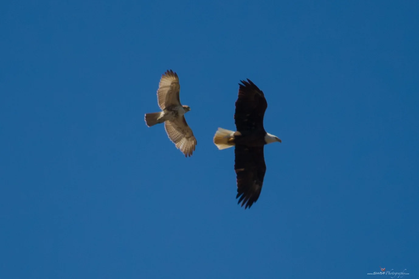 CVNP Eagle and Falcon.jpg