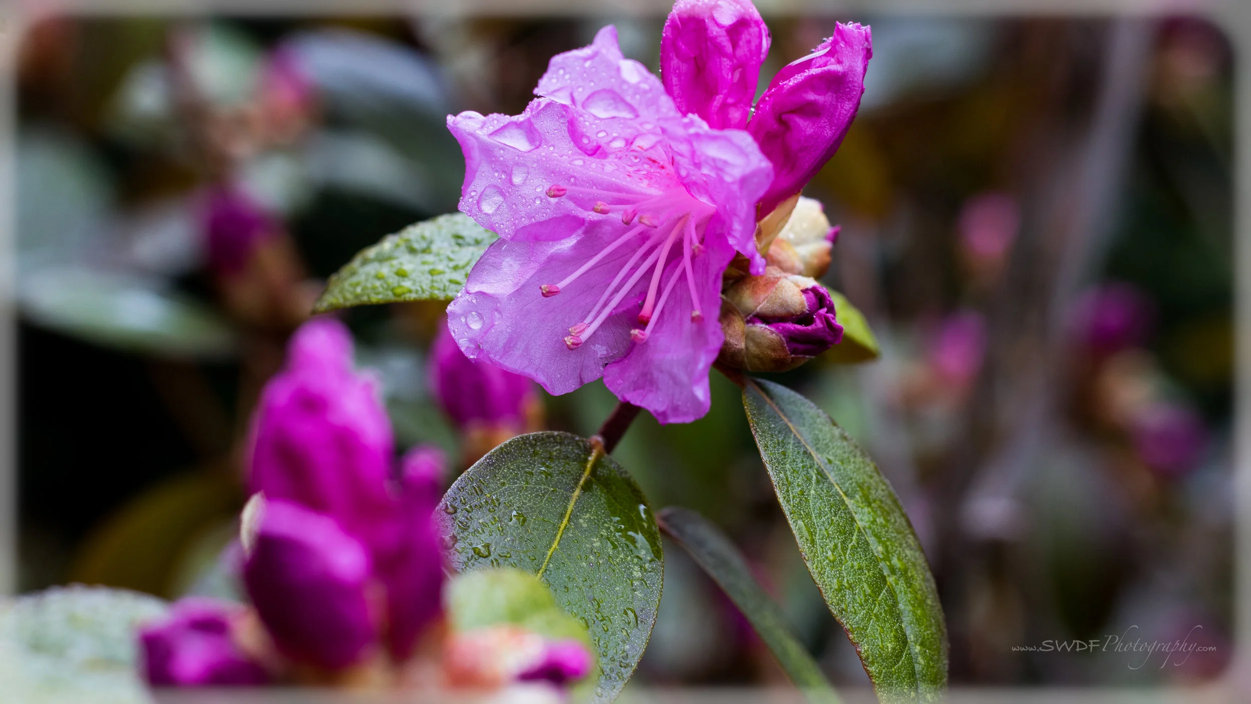 Backyard Azaleas.jpg