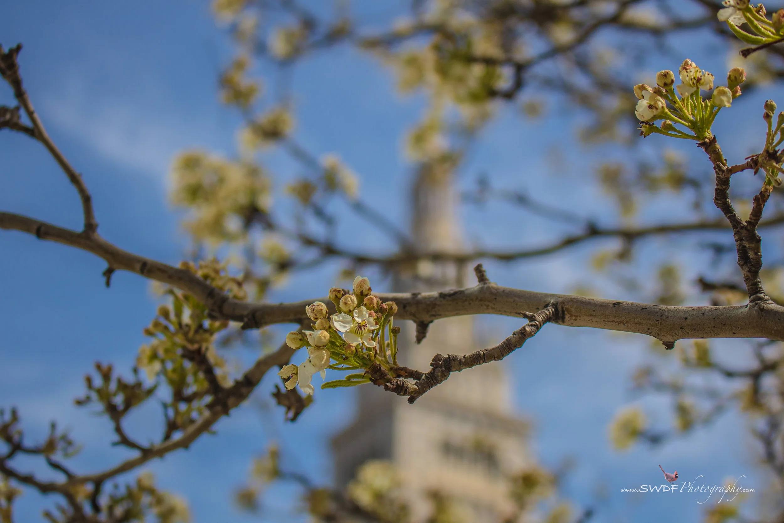Tower through the Flowers.jpg