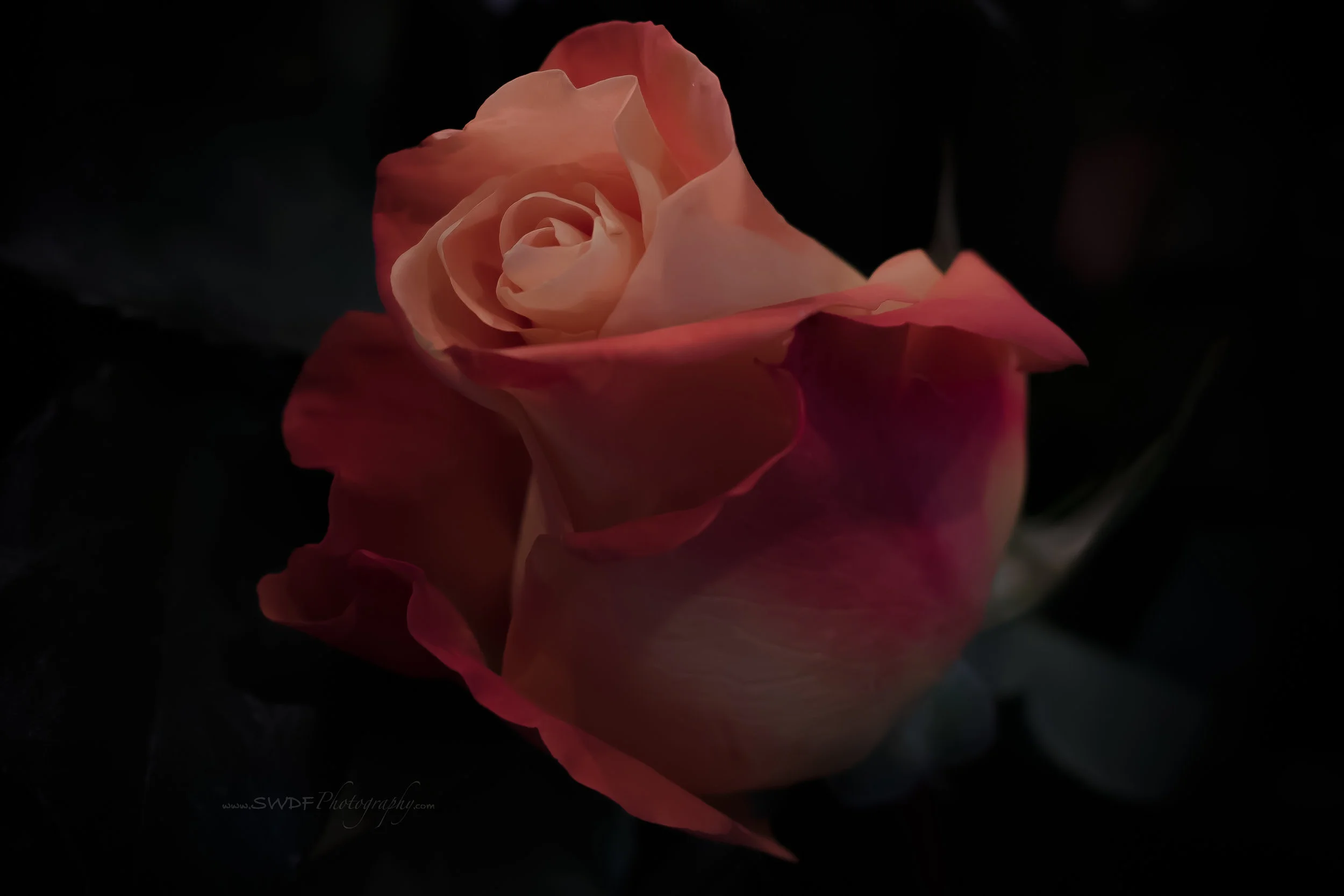 Rose Vignette.jpg