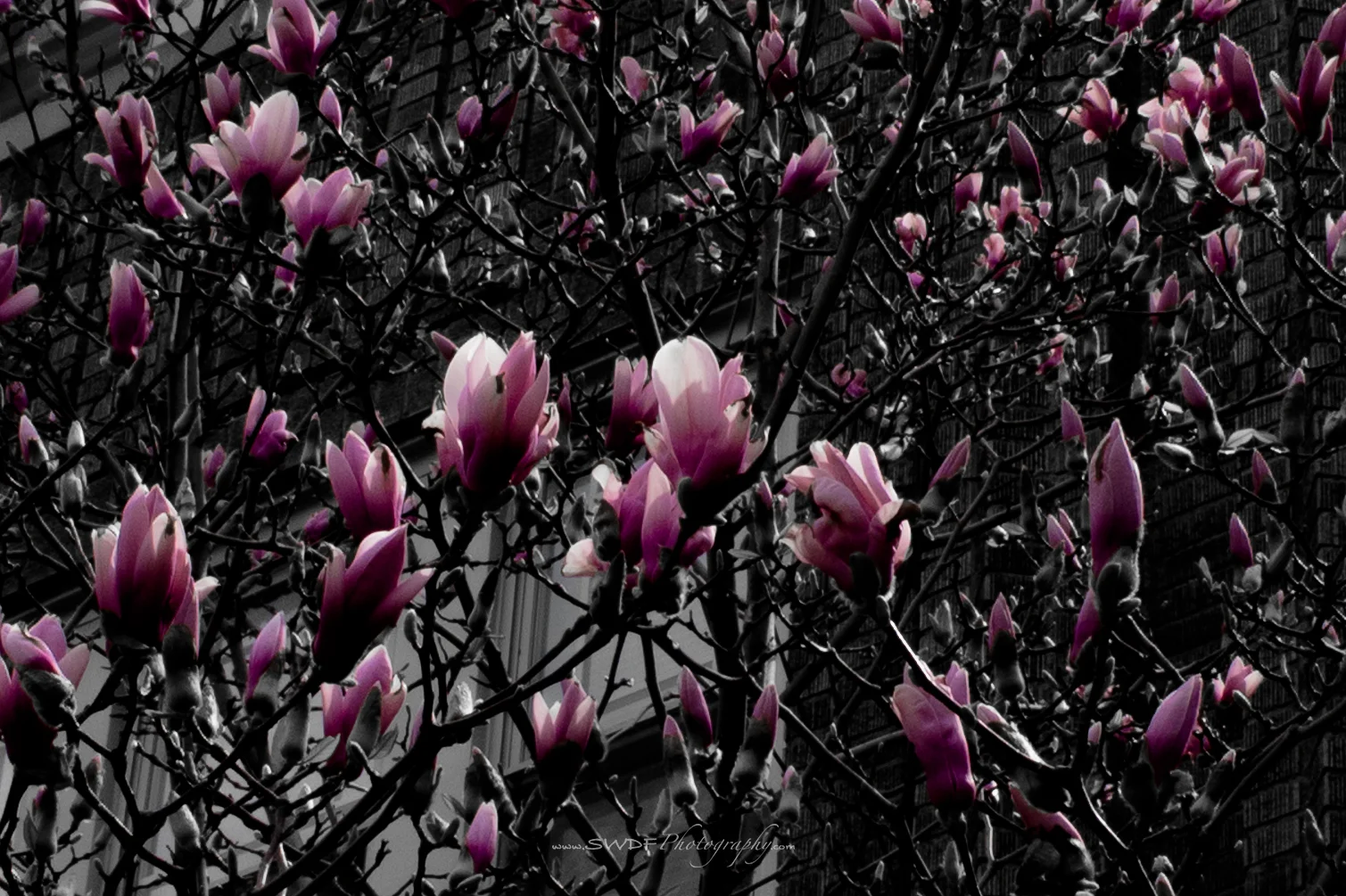 Tulip Tree.jpg