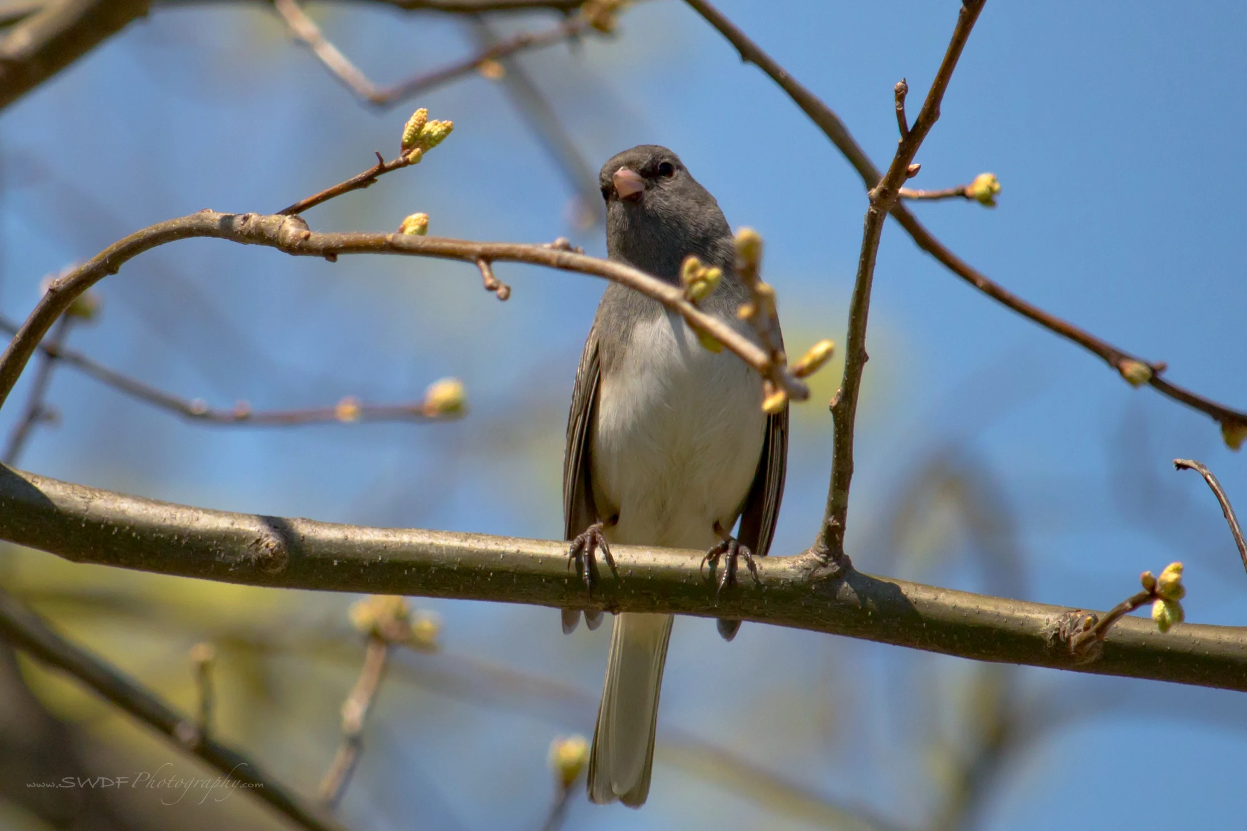 Spring Junco.jpg