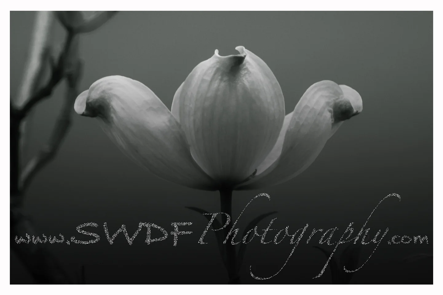 SWDF Dogwood Border.jpg