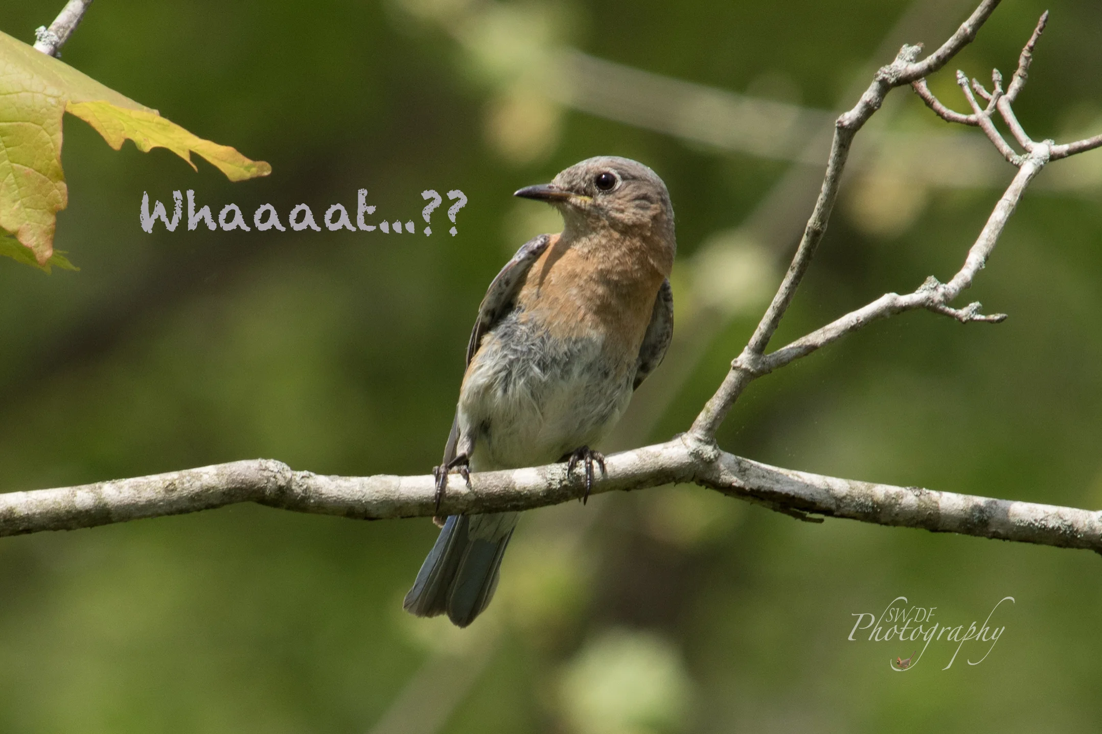 CVNP - Bluebird Youngster Whaaaat...??.jpg