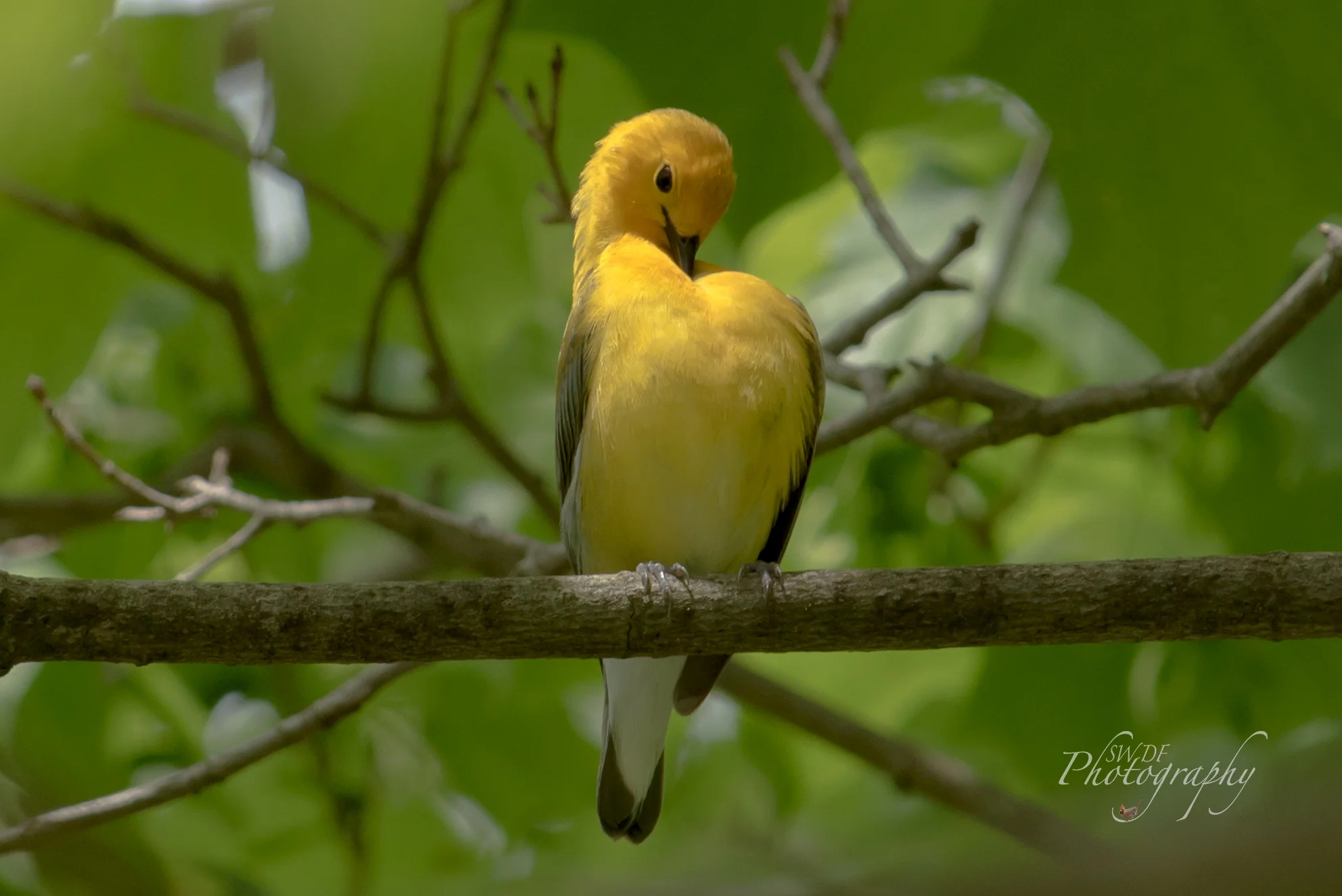 CVNP - Prothonotary Warbler2.jpg