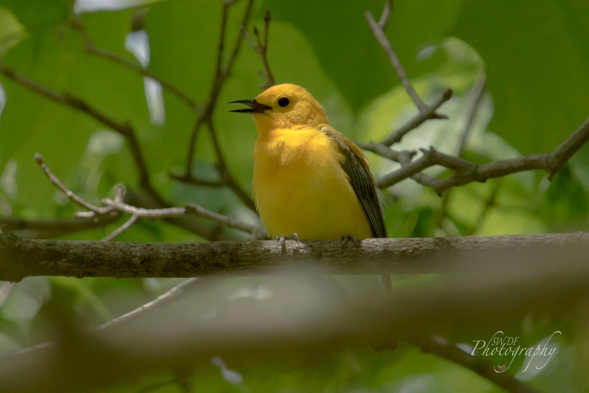 CVNP - Prothonotary Warbler3.jpg
