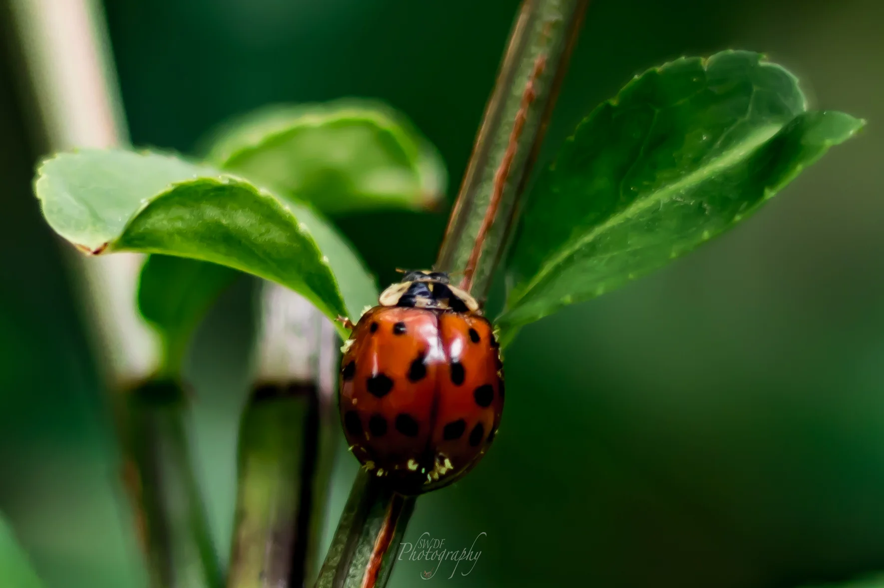 Ladybug.jpg