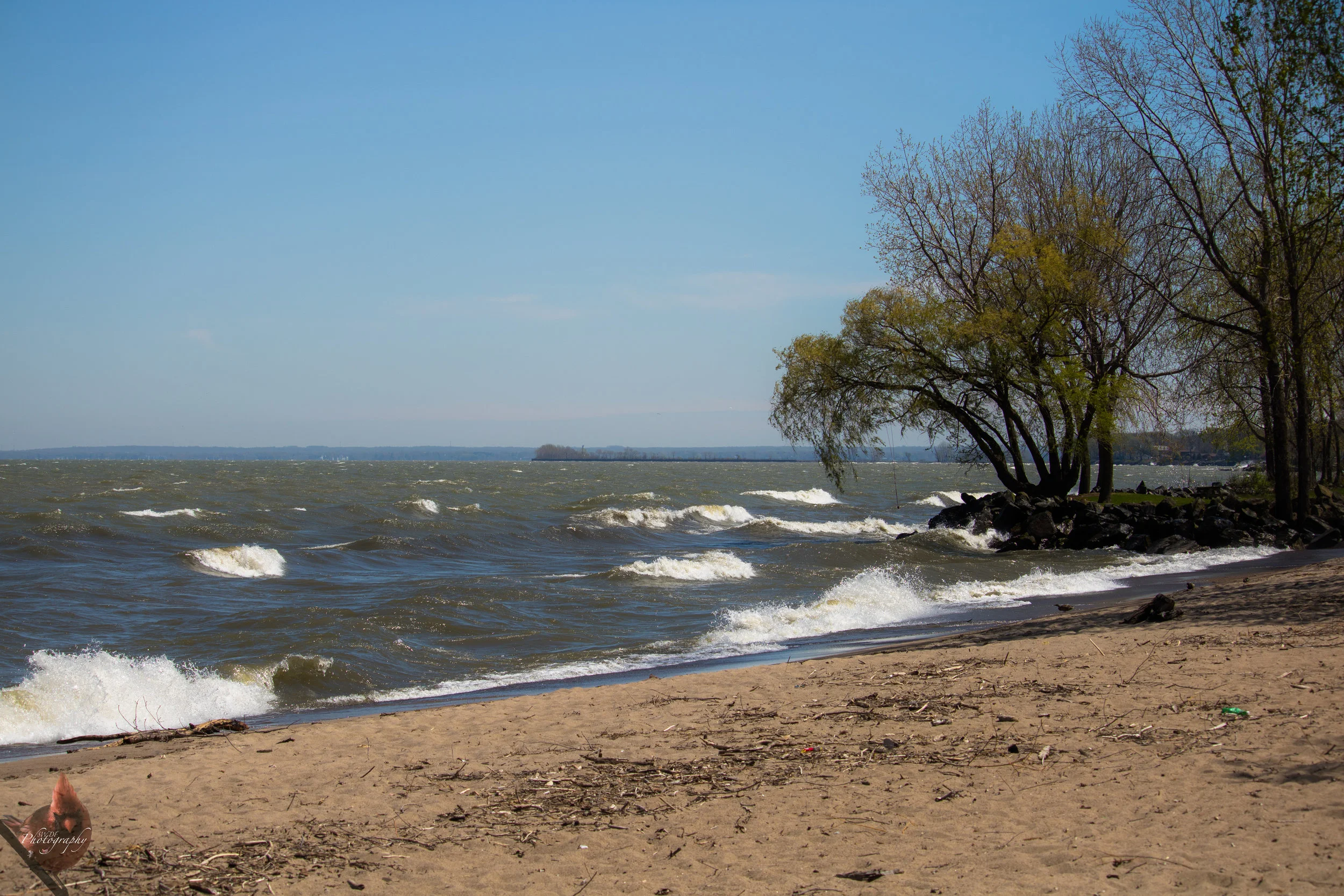 Lake Erie - Sheldons Marsh.jpg