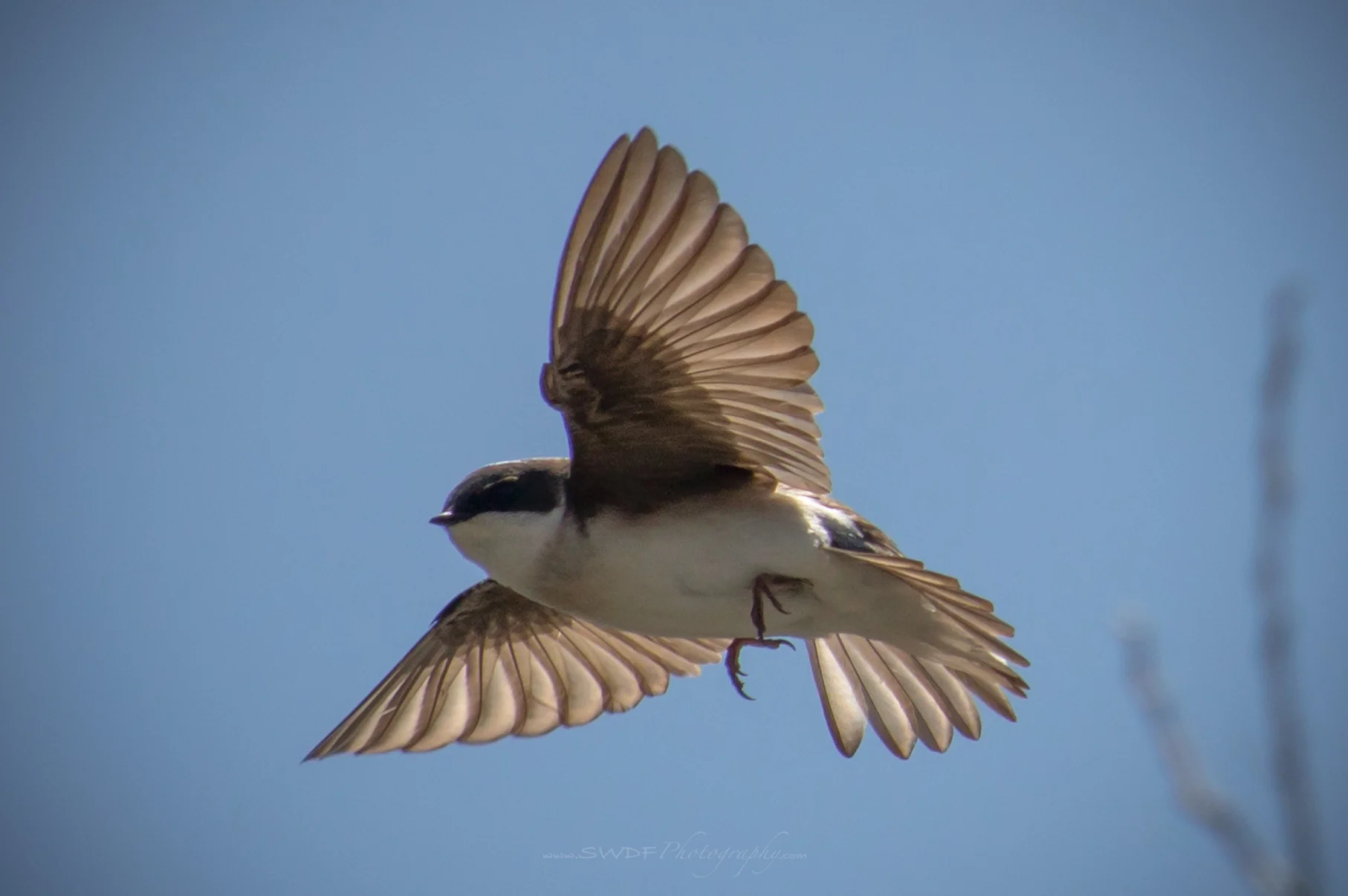 Tree Swallow - Sheldons Marsh.jpg