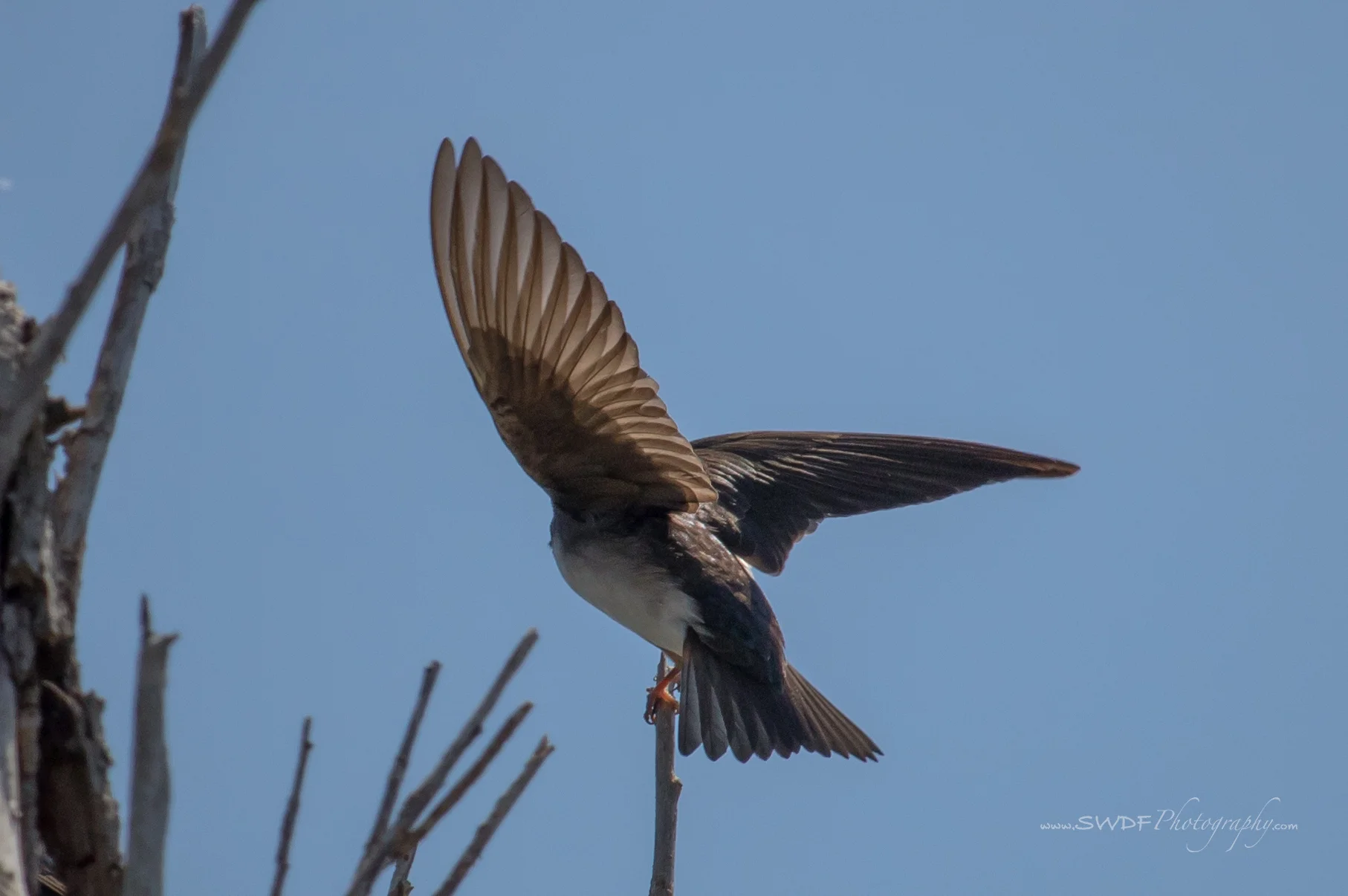 Tree Swallow3 - Sheldons Marsh.jpg