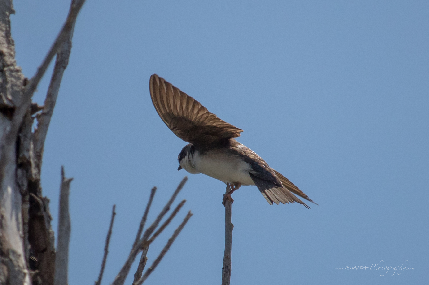 Tree Swallow2 - Sheldons Marsh.jpg