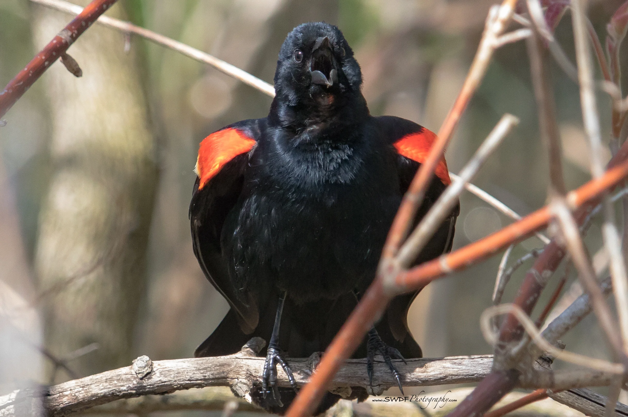 Red-Wing Chat.jpg