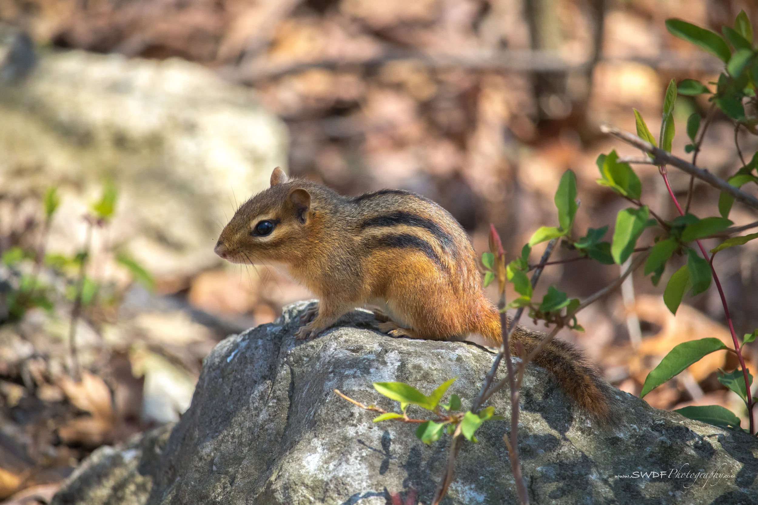 Chipmunk - Sheldons Marsh.jpg